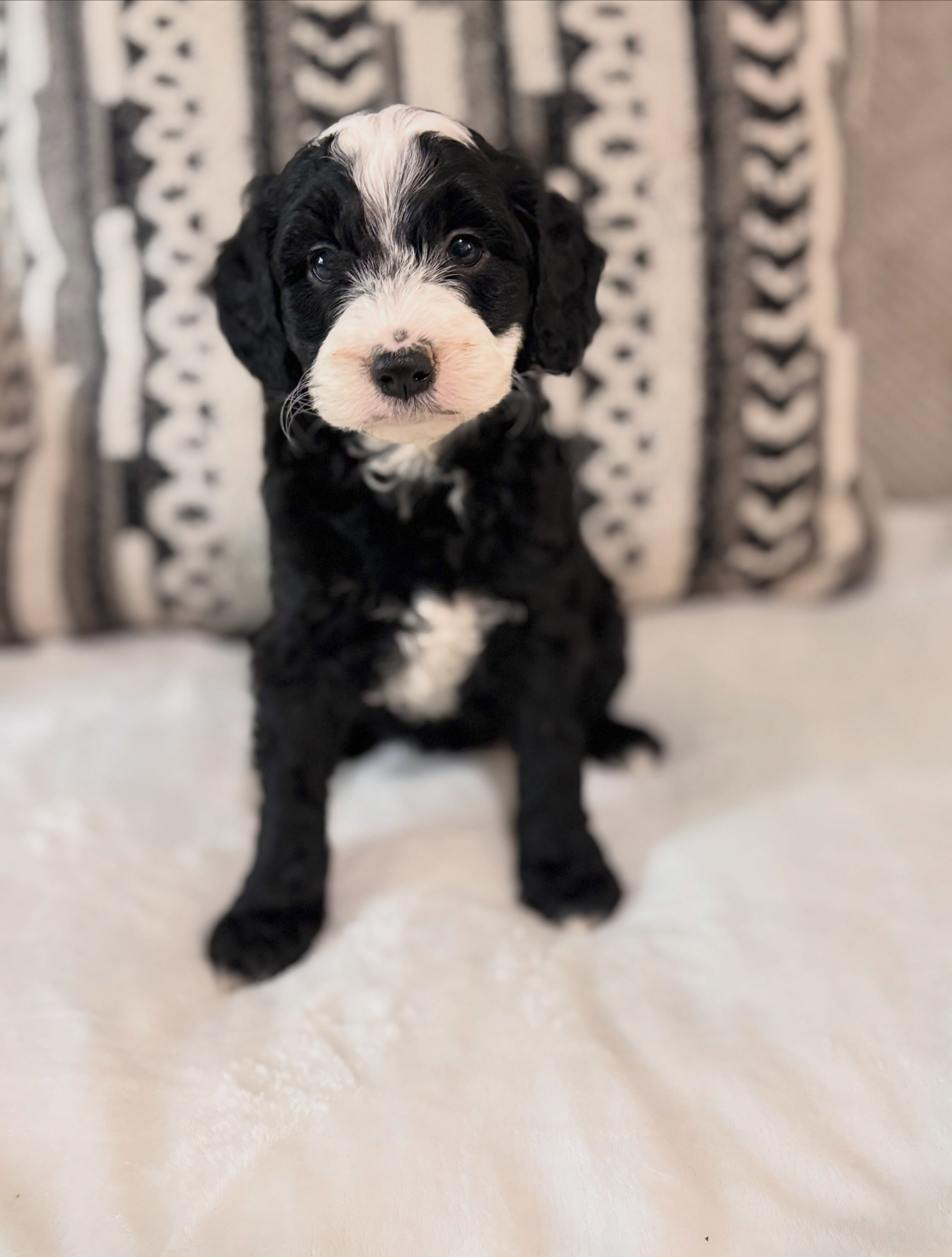 Available puppies 🐶, contact 386-247-3573 for more information. Or visit staroftheseadoodles.com. #doodlesofinstagram #doodlesofflorida #goldendoodle #bernedoodlesofinstagram #goldenmountaindoodle