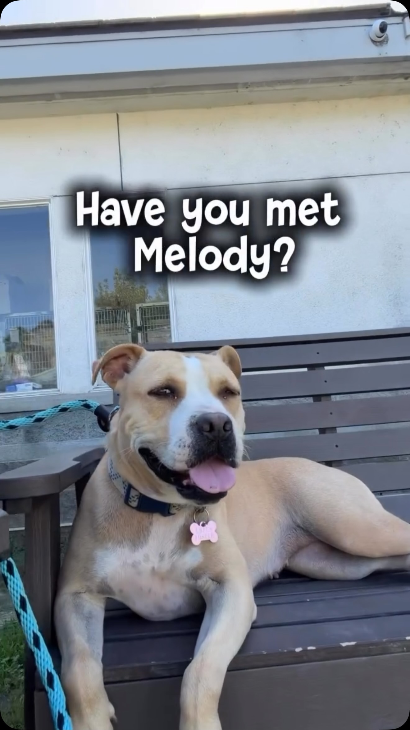 Love this beautiful girl Melody adoptable from @lbacsdogs who will be bringing some of their dogs to Pit Bull Appreciation Day!! Please share this great girl! Repost @lbacsdogs Meet Melody! 🎶💗
At just 1 year old and 45 pounds, Melody is a sweet, playful girl with a smile that makes it pretty hard not to smile back.
She already knows sit and down, is treat- and praise-motivated, and is always happy to show off what she knows. And when the lesson is over? Melody is perfectly capable of kicking back on a bench and enjoying a little downtime. 😊
Melody also spent some time in a foster home, where we got to learn more about her outside the shelter. Her foster reported that she is house-trained and crate-trained, affectionate, playful, loves her toys, rides well in the car—and apparently has no problem making herself comfortable in the human bed. 😂
Like a lot of young dogs, Melody will benefit from a home that can give her consistency, structure and continued guidance as she settles in and learns what’s expected of her. She has so much going for her and is ready for someone who wants to help this very good girl become her very best self.
🎶💗 Melody - A76207
🎂 1 year old
⚖️ 45 lbs
Long Beach Animal Care Services. ❤️
More info:
https://adopt.adopets.com/pet/2039c536-ff75-417a-a159-0be7f7e4ef38
Call or email:
562.570.7387
Adopt: petadopt@longbeach.gov
Foster: petfoster@longbeach.gov
Rescue: animalrescue@longbeach.gov
Stop by:
📍 Long Beach Animal Care Services
Address: 7700 East Spring Street
Long Beach, CA 90815
⏰ Shelter hours of operation:
Wed to Fri 10am - 5:30pm
Sat & Sun 10am - 4pm.
Closed Mon and Tues.
NO APPOINTMENTS ARE REQUIRED and you can WALK RIGHT IN to meet all our available pets🐾
#adoptlbacs #adoptdontshop