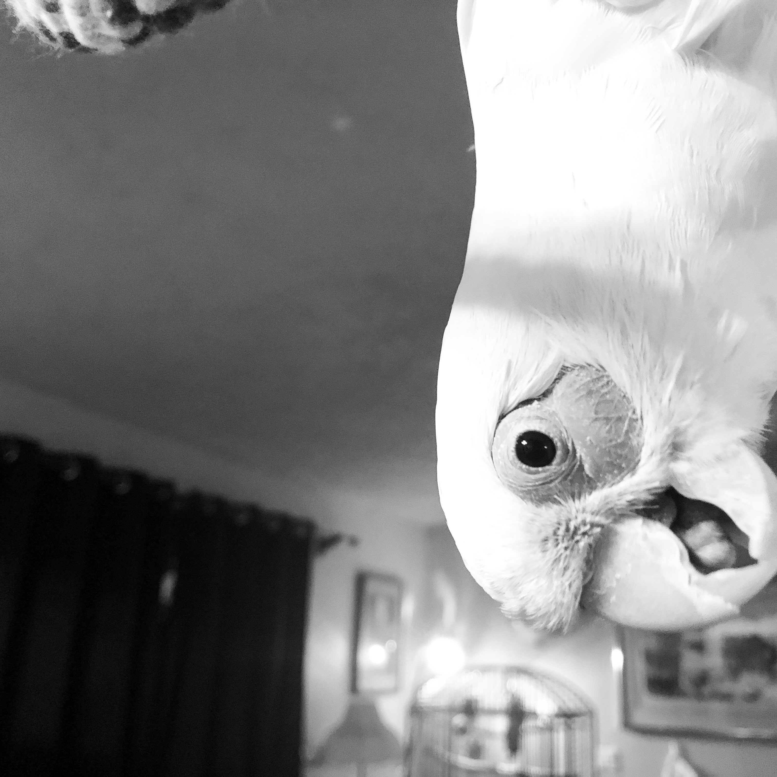 Day 4
Ella the Bare-Eyed Cockatoo in her version of Parrot Pose.
#ParrotPose #PetAsana #BareEyedCockatoo #ArtWordsAndYoga #InktoberAlternatives