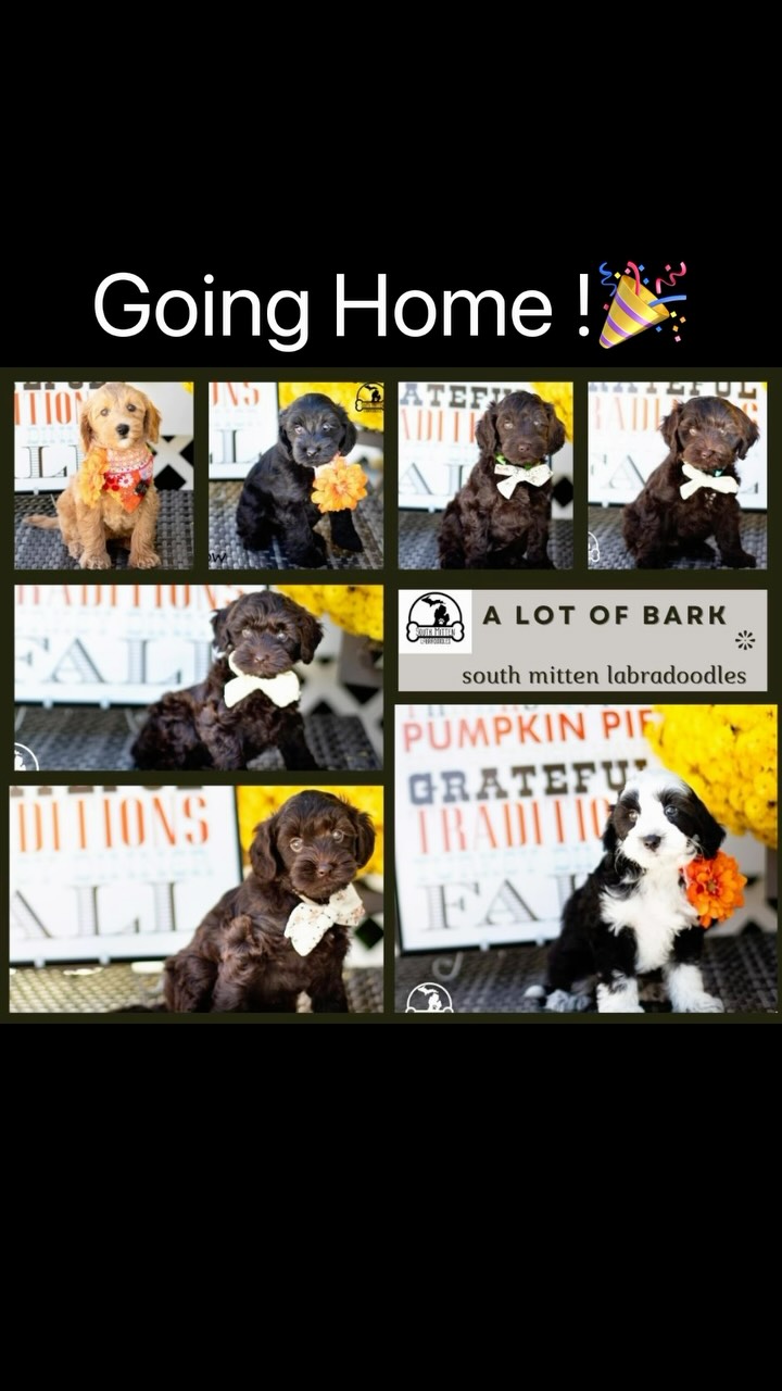 Matched and home with their families ❤️🍂the “A Lot of Bark” litter has been a “Lot of Fun” and are ready to spread joy with their wonderful families !
.
.
#southmittenlabradoodles #australianlabradoodle #minilabradoodle #togetherfurever #australianlabradoodlepuppy