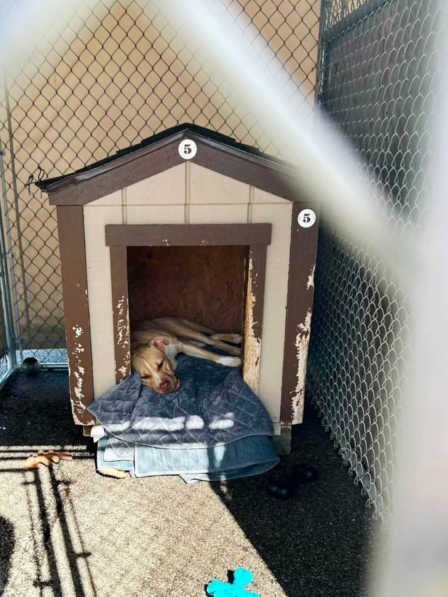 Sweet Raya was recently spayed, and instead of recovering in a loving home with a cozy bed and someone to snuggle up with, she is spending her recovery in an outside kennel. 💔 The pound is overflowing.
Raya is 4 years old, around 50 lbs, loves her walks, knows some commands, and is incredibly affectionate, sweet, and friendly. She does not mind other dogs (meet required).
Raya knows what it is like to have a family, and we can only imagine how confusing all of this has been for her. She deserves to be a priority - maybe for the first time in her life. We really hope someone will see this sweet girl soon and decide it is her turn to be loved again.
Please apply for Raya today. -Wendi
Photo credit: Volunteer Shawn
https://www.co.trumbull.oh.us/DogWarden/dw_adoptablesearch.html
Trumbull County Pound:
7501 Anderson Ave.
Warren, Ohio 44484
330-675-2787