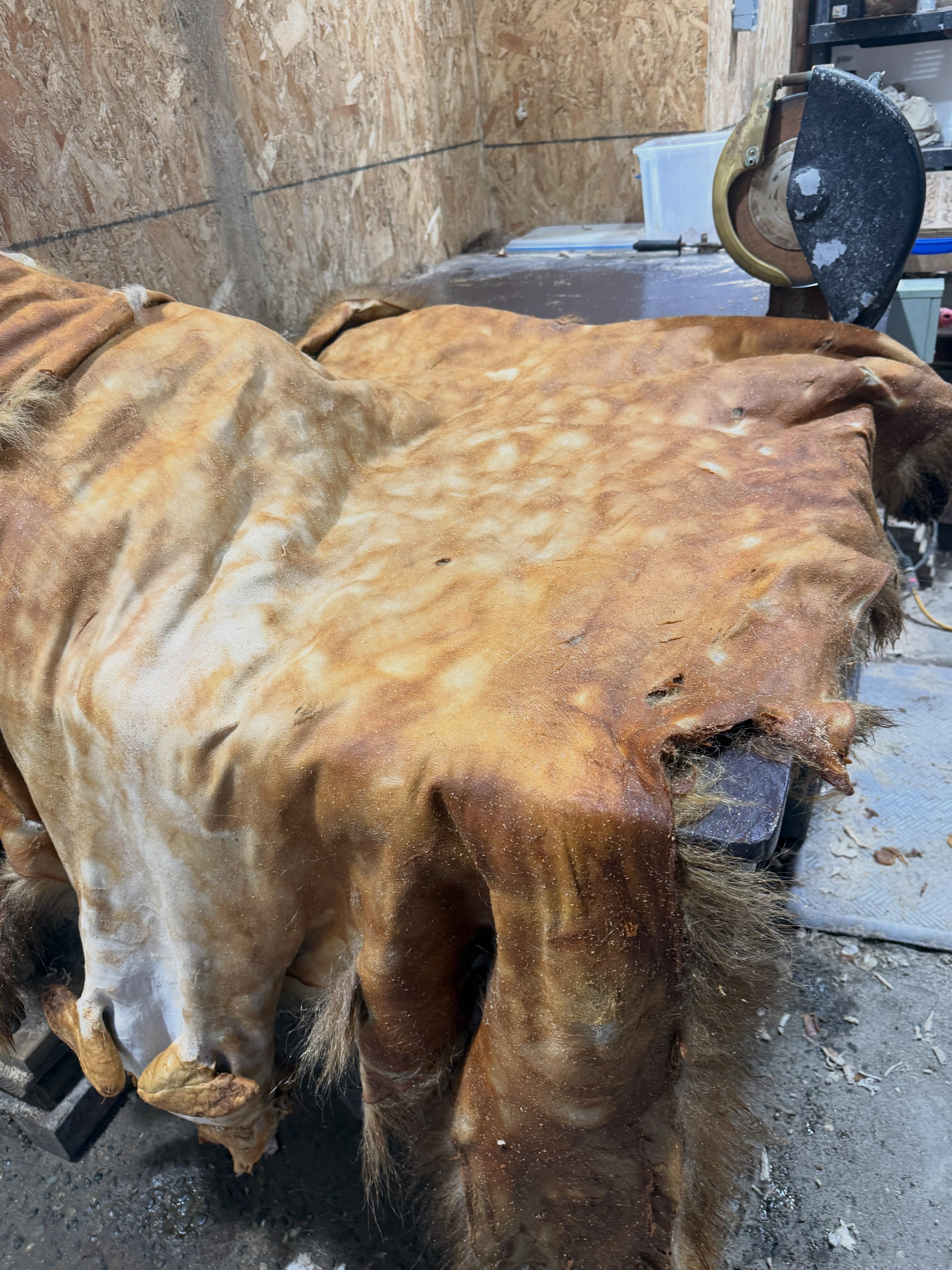 Hey Instagram tanners and taxidermists, I have a question. I get grizzlies from Alaska occasionally, a couple a year usually, and they’re almost always badly greased burnt. The customers brings them to me already salted and dried and already turned yellow/orange. I do a full degreaser bath on them with warm water and degreaser in my pickle and tanning baths. I do a good job on them and my customers have all been happy with final results but shaving is a pain. This one above is particularly bad. It’s surprising how good it the leather will actually look once shaving/tanning/tumbling is finished but looks terrible now and to some degree the integrity of the leather will be impacted.
Anyways, these brown bears usually look like they’ve been properly fleshed and salted but they still grease burn really bad. I’m guessing this is to do with the particular fat of grizzlies? Is there anything further outfitters and hunters can/should do to minimize this? I’d like to put together recommendations.
If it was me doing the fleshing, I would probably try to squeeze the fat out of the skin with the fleshing knife and draw it up with wood flour and then degrease the pelt right away before salting and drying. Wondering if there are any other tips out there. #grizzlyskin #grizzlytaxidermy #bearskin #brownbear #brownbearhunting