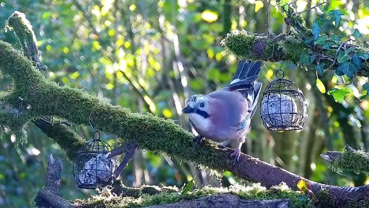 I am delighted that jays are now visiting my woodland hide set up.
Once I have the pond finished and some tree work done, I might finally get to sit in my hide and photograph them!!!!
I have good feelings about this area for winter and I’m looking forward to sharing out with you 😁
@wildlifetrustsww
@rspbcymru