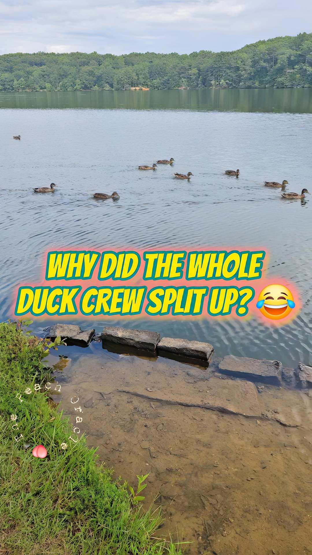 Just me enjoying the lake when I accidentally caught a whole duck conversation on film 😂 They started off together, then everybody went their separate ways, one stayed behind acting real suspicious, and somehow the conversation continued all the way to the picnic tables.
#DuckReels #FunnyAnimals #LakeLife #AnimalVoiceover #FunnyReels