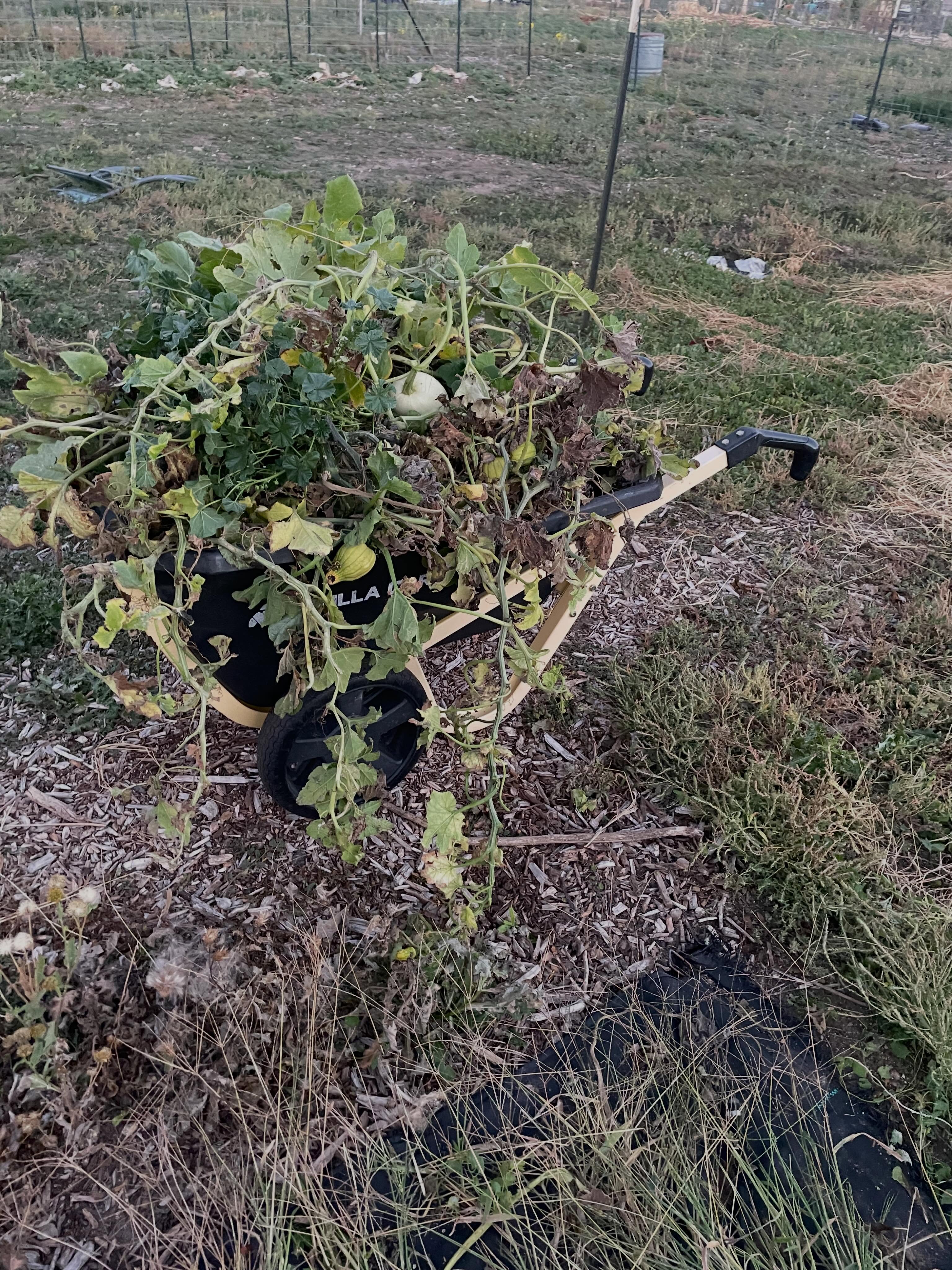 Starting to get the fields ready for the winter. While we mulch and till in most of the plant residue there is one exception: squash plants. The past few years, removing any trace of squash plants at the end of the season has been one of the best ways to manage squash bugs. Anything I can do to remove their food source in the off season is helpful. Once you have squash bugs, there really isn’t much you can do when you have as many plants as I do.