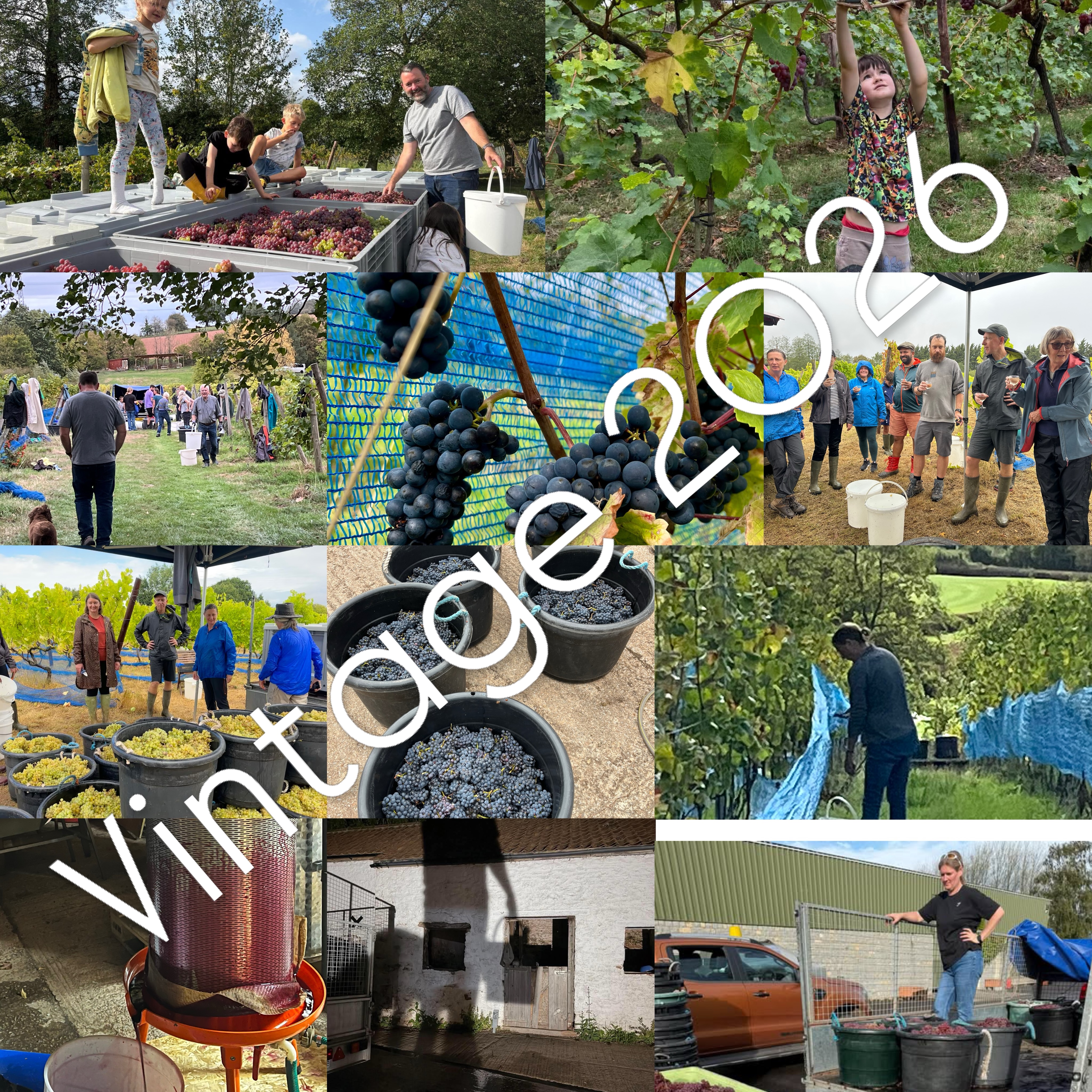 Our biggest — and we hope, our best — harvest ever! 🍇
A kaleidoscope of memories from an extraordinary few weeks, as we brought in 7 tonnes of grapes, all in fantastic condition, with high sugars and beautifully balanced acids.
Two big harvest days for our Madeleine Angevine: 2.5 tonnes from ¾ acre, at 80° Oe and 7.2 g/l acid.
And then our Kernling — nearly 4 tonnes from 1¼ acres, coming in at an impressive 91° Oe and 7.8 g/l acid. Most is now off to Steve’s winery near Shepton Mallet, but yesterday we picked the final quarter tonne, which is staying here for a small natural ferment in the Oatley winery.
Then there was a tonne of Pinot Noir and Cabernet Noir, picked in smaller batches as their acids came right, all in the 80s Oe. These are now bubbling away here at Oatley, where Ned is making experimental varietal rosés and reds from each.
Seven tonnes. Lots of hard work. A huge amount of family, friends and harvesters pitching in — and now the really exciting bit begins…
Can’t wait to see what’s in the bottles next year. 🍷