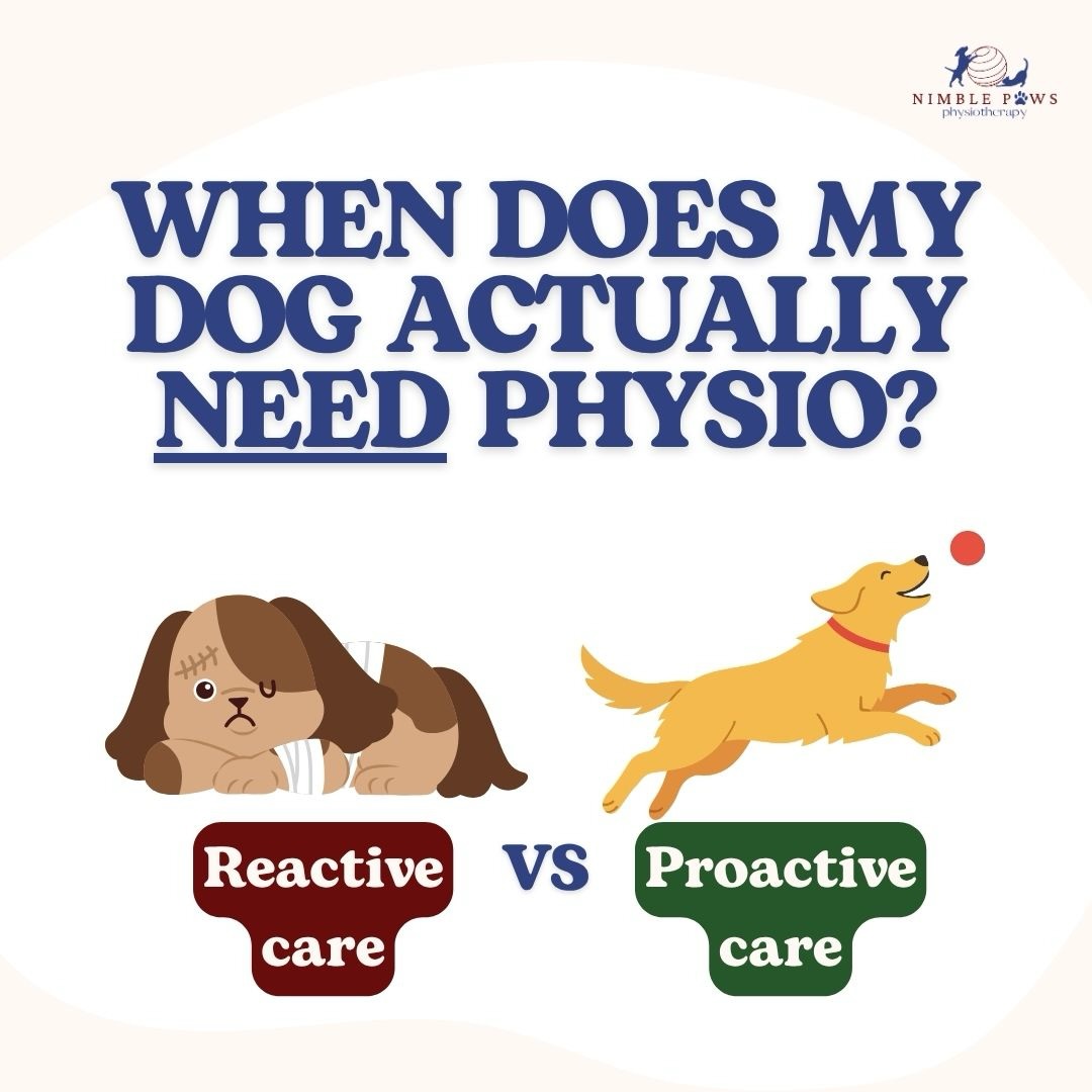 Physio doesn’t always have to start
after something goes wrong.
Sometimes the reason is clear,
like after surgery, injury, pain or a loss of function.
Other times, it may simply be that your dog moves a little differently,
has a known condition,
or has higher physical demands from sport or work.
That doesn’t automatically mean something is wrong,
or that they’ll need physio forever.
Sometimes we rehabilitate,
sometimes we strengthen,
sometimes we monitor,
and sometimes we simply reassure.
The goal is always the same:
to help your dog move well for the life they want to live. 🐾
Read the full blog on our website (Link in bio🔗).
#nimblepaws #movementmatters #caninerehab #dogphysio #sgdogs