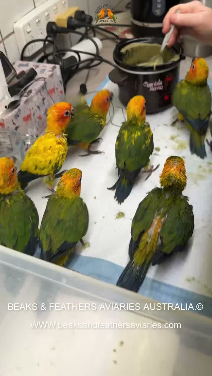 We been very quiet on Facebook as I come down with pneumonia and have been very unwell. So my great wife has been looking after everything by herself 🥰
I am slowerly recovering and doing a few things 🥰
For those that have orders in here is a few babies Sun Conures we are hand raising at the moment they are still to be DNA 🧬 sexed.
Just wanted to thank you all for your patience and understanding 🥰 #understandingtheworld #sunconureparrot #handraisedparrots #sunconurebird #conures #sunconuresaustralia #sunconure #beaksandfeathersaviaries #sunconurelove #babysunconure #sunconurelovers