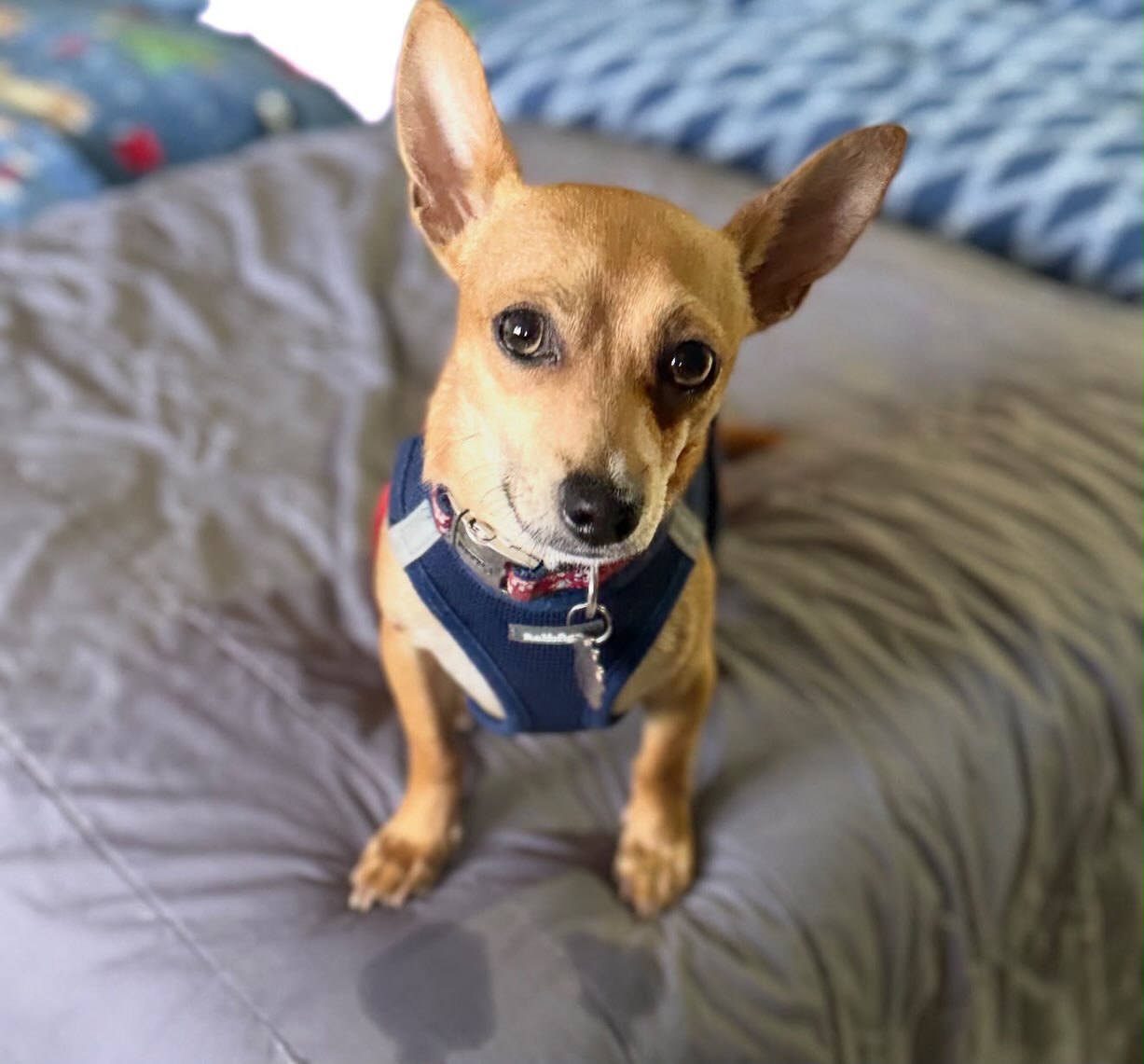 Biscuit, our tiny 10 lb, 2 year old chihuahua, here to remind you that he is still waiting for his very own family.
Biscuit is a very sweet & well socialized boy who loves other dogs & has the prettiest green eyes.
PLEASE SHARE his post so we can find him the home he deserves. π
#tinydogsrock #adoptdontshop #chihuahua #almarescue