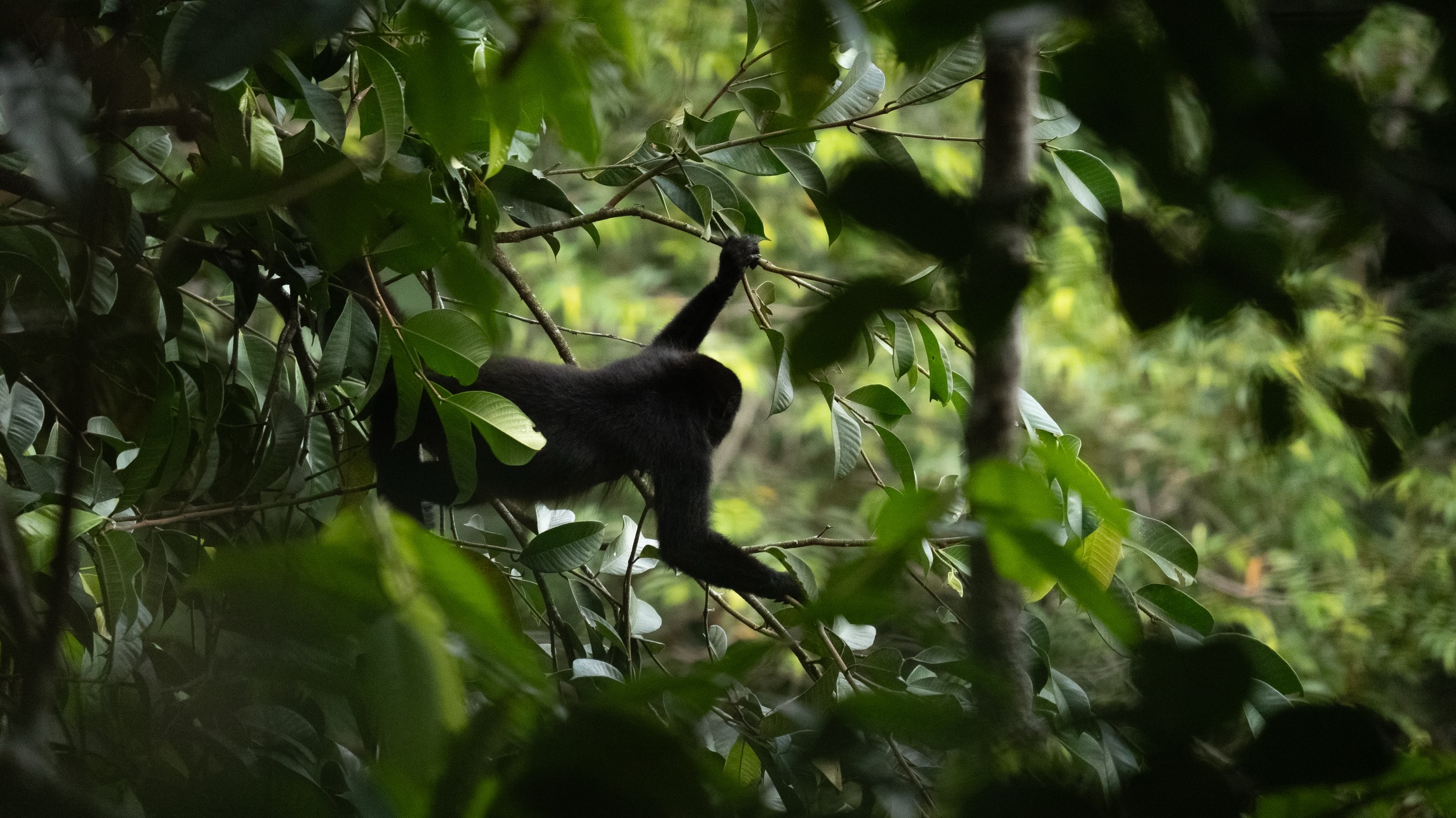 Monos en con la luz de la tarde.
El mono aullador negro ( Alouatta palliata ) tiene una función importante para la buena salud del bosque húmedo tropical, la dispersión de semillas. A pesar de que los vemos con sierra frecuencia cerca del hotel, esta especie está en estado vulnerable debido a la@perdida del bosque, su hábitat natural.