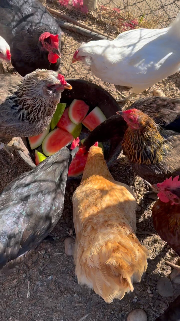 Keeping the ladies cool and hydrated during an October SoCal heat wave.
#hotchicks #farmsweetfarm #chickensofinstagram #farmlife #coolchicks
