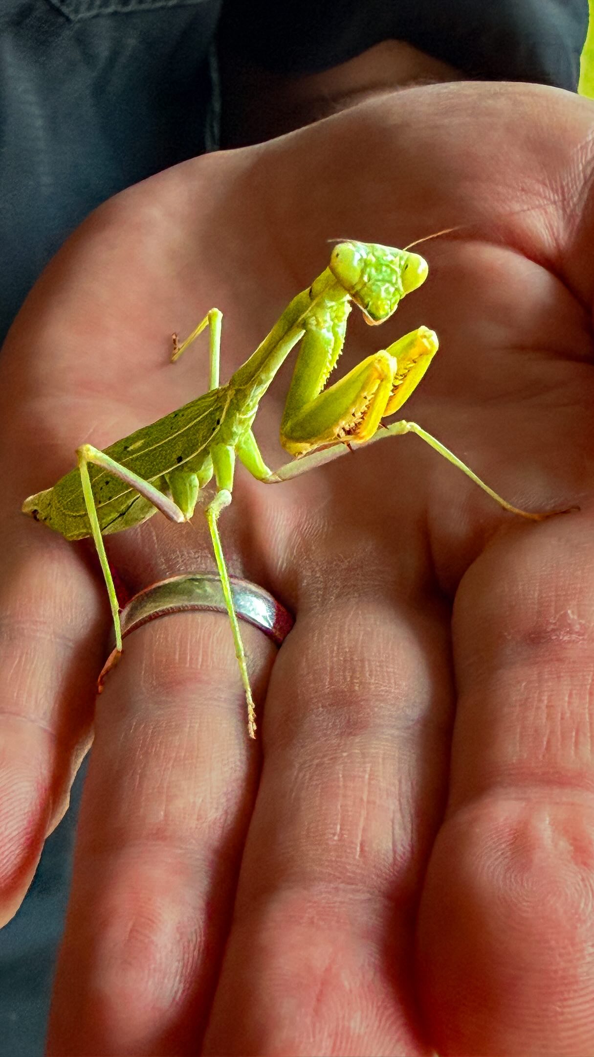 My family has fully embraced the critter side of Hill Country living. 😂🌿
We’re always finding something cool in the yard, bringing it inside, feeding it and learning all about it.
This week? Praying mantises. 💚
Two beauties hanging with us all week and I just can’t get enough. 🎶
Hill Country life is never boring. 🤠
#TexasHillCountry #HillCountryLiving #DrippingSpringsTX #PrayingMantis #HillCountryLife