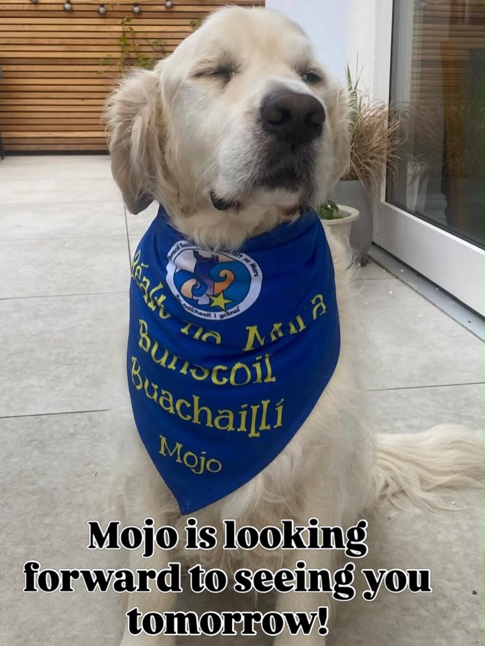 🌊 See you at the beach! 🌊
🐶 🐾Mojo is VERY excited for tomorrow’s Annual Sponsored Beach Walk!
He can’t wait to see you all tomorrow at Bettystown Beach, ready to walk at 1pm! 👟🍦☀️
#AnnualSponsoredWalk #BettystownBeach #SchoolFun #ActiveSchools #ActiveKids