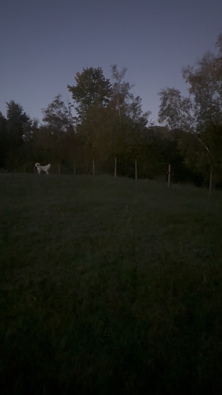 🔈Turn your volume up!
Coyotes woke me up very early this morning and I immediately wanted to check on everybody, so Loki and I went to investigate. It was cool to see Loki spring into action with a silent patrol.
All the resident animals were fine, but the coyotes were very close. We’re going to have to start locking the sheep up at night since they’re the ones most at risk. The goats always sleep in the barn, but the sheep often choose to sleep outside in the middle of the pasture.
I love coyotes and it’s pretty magical to get to hear them every night, but this morning’s chorus was a bit too close for comfort.
#farmsanctuary #rescue #annapolisvalley #coyotes #greatpyrenees