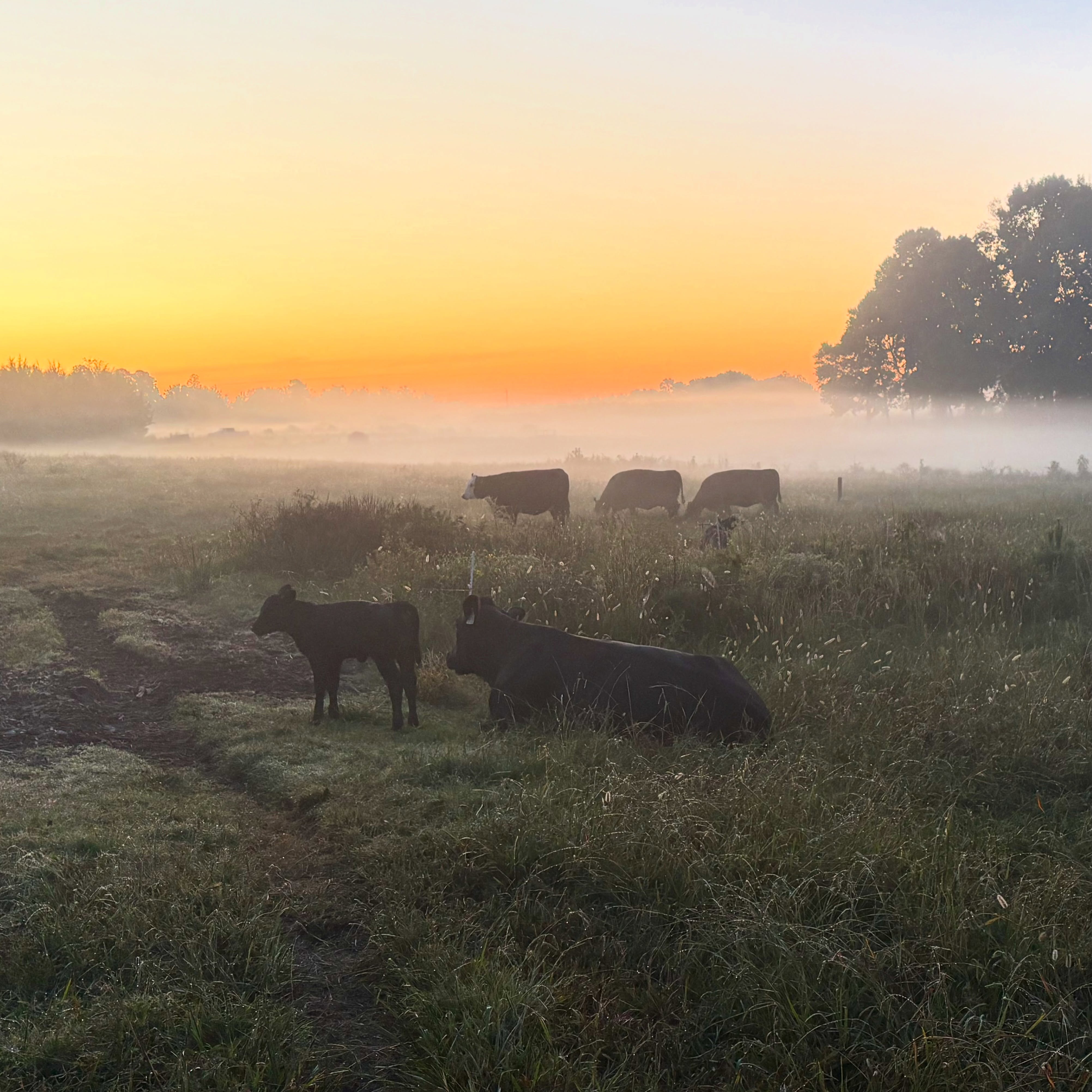 🍅🥬🫑🌶️🥔🥩💐Monday October 5: It’s a beautiful day to come see us at the farm stand, 2-6 pm this afternoon!
~~~
⏰Hours: Monday, Wednesday, and Friday afternoons 2 to 6 pm, weather permitting, at the green shed by the big barn entering via the main farm driveway. Also available by appointment at the farm by calling (919)309-5935, and at the Carrboro Farmers Market on Saturday mornings.
🌞What’s in Season:
🍅Tomatoes,
🥬Lettuce,
🥔Potatoes,
💛Squash,
💚Zucchini,
🍆Eggplant,
🫑Bell peppers,
🌶️Hot peppers,
💐Cut flowers,
🍳Local eggs,
🍯Local honey,
🥧Local pecans,
🥩Katahdin lamb, and
🥩Angus beef.
⏳Coming Soon: muscadine grapes, broccoli, cauliflower, sweet potatoes
🔎Latest updates: Call our recording at (919)732-7701, or check the latest Facebook/Instagram post