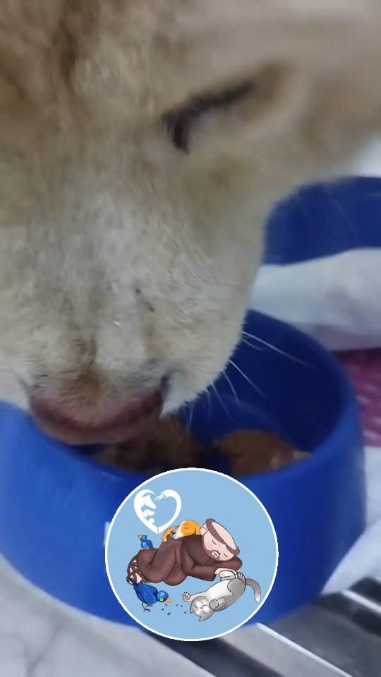 Obrigada meu São Francisco, que possamos continuar sendo merecedoras da sua proteção e suas Bênçãos.
Aymé e Rubens continuam internados e ja estão se alimentando sozinhos 🙏🏻🙏🏻🙏🏻🙏🏻🐾🐾🐾🐾
Essa é nossa missão, nossa luta e nossa maior alegria.
Sempre pelos animais
Amém