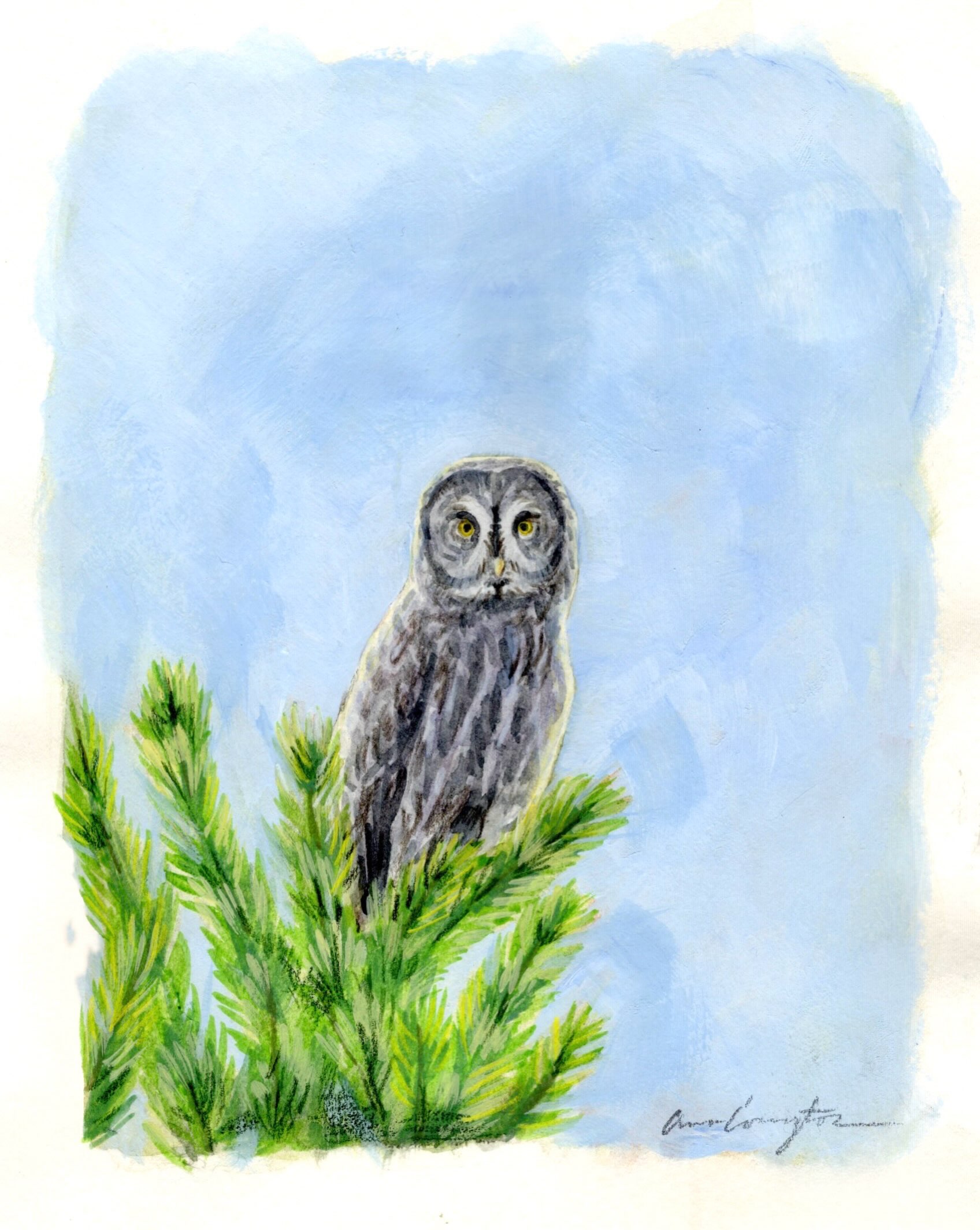 Strix nebulosa | Great Gray Owl
Watercolor, Gouache, & colored pencil
A species that I have had the absolute pleasure of watching hunt just a couple hours from my home. These giants are so graceful. I had fun working with gouache paint a little more to cover up a background color I ended up changing
Day 2 prompt from @vincentrose_art Owltober!
#owltober #strixnebulosa #greatgrayowl #gouache