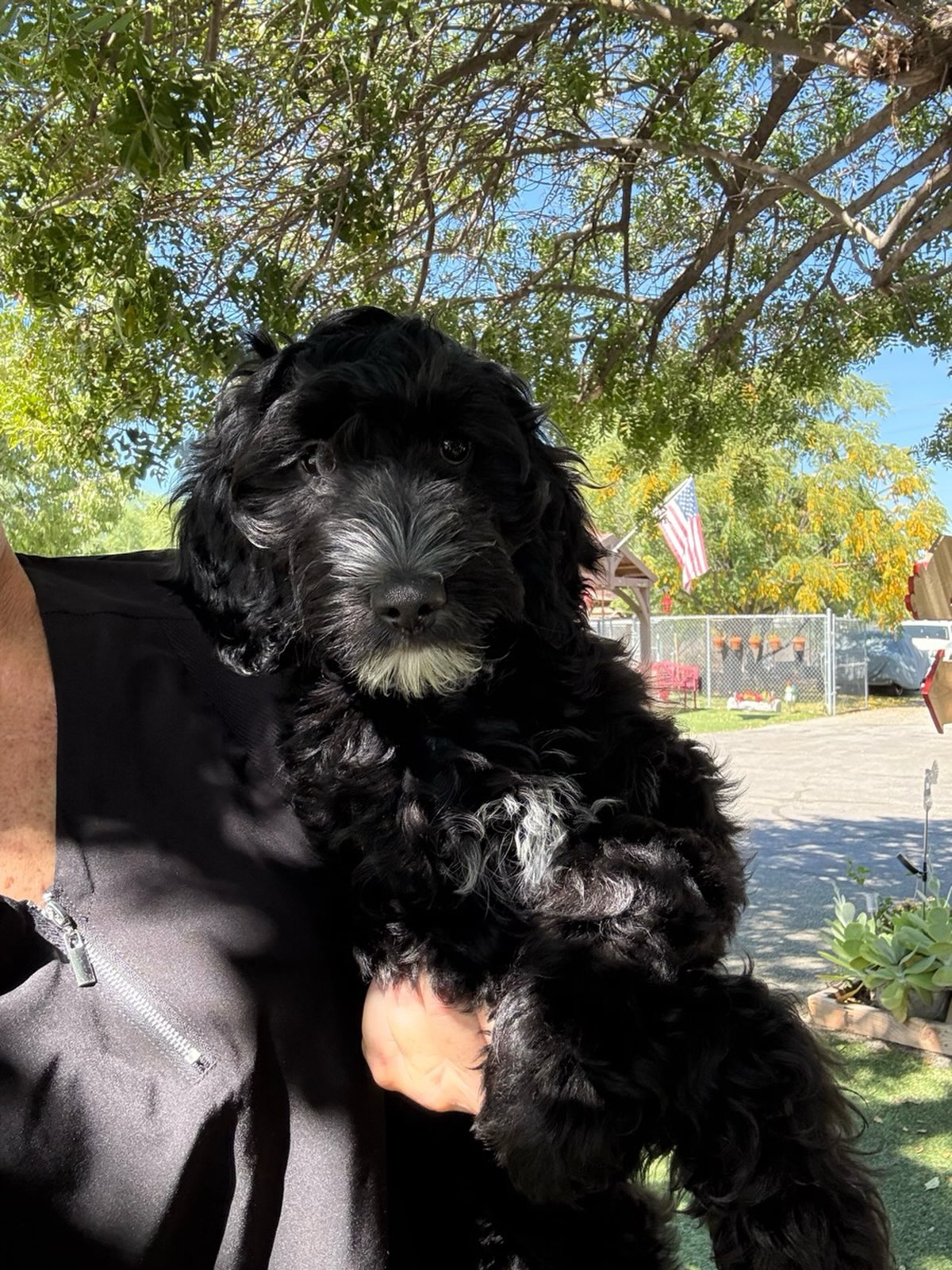 This is Denver. He is 3 months old. His mom is a Goldendoodle, dad was a Labradoodle. He came in with his brothers and sister. The pups are gentle and very sweet . They are looking for families of their own.