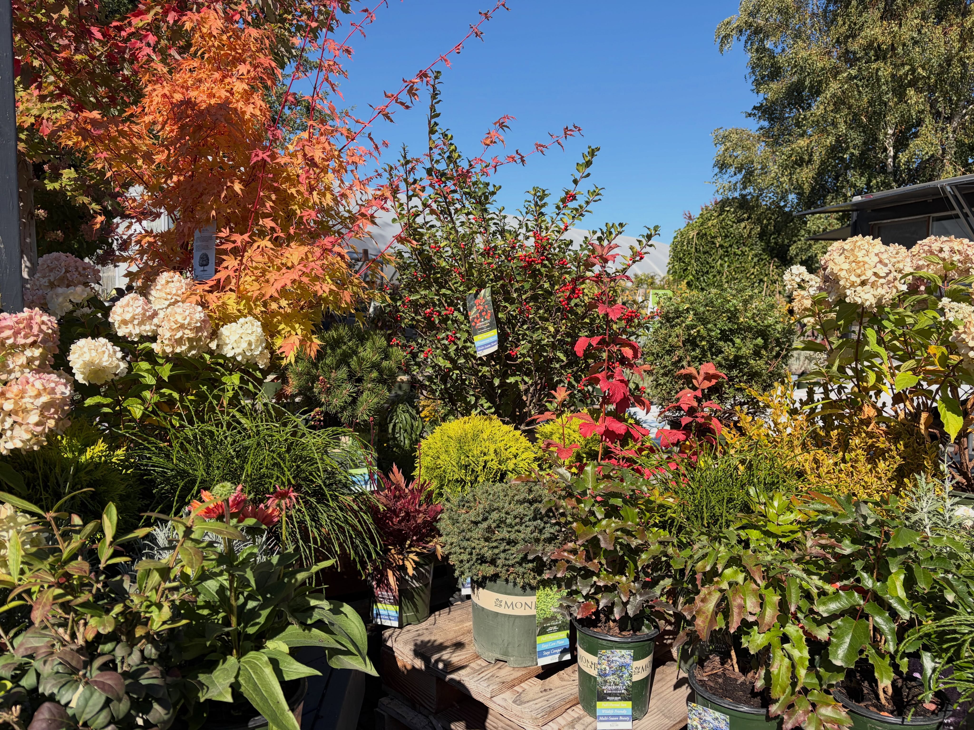 Warm sunshine and fall colors at the nursery today! ๐โ๏ธ
