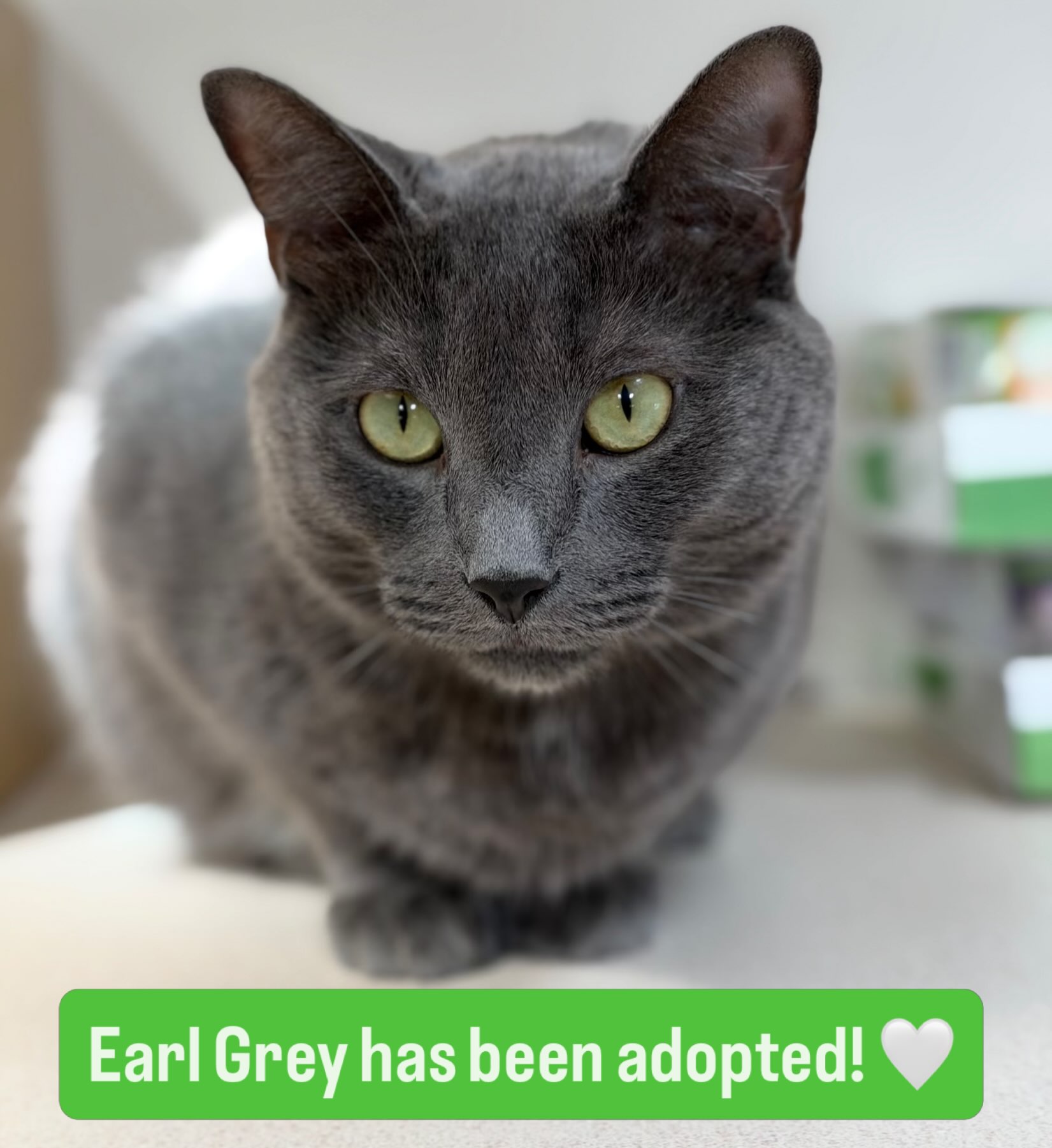 Mr Earl Grey has been adopted! He is already so spoiled and loved, and we are so happy for him 💚 #animalsindistressnj #adopted #cats #mercercountynj