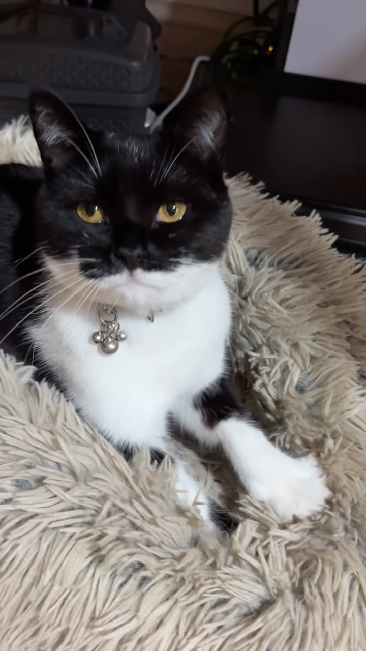 The cats had not been using this bed.
I recently bought a large new table for my desk. I repositioned the bed nderneath as the cats like to be near me in the evenings, when I tend to work here.
Myrtle has decided she now loves it ….. as you can see ❤️❤️❤️❤️.
@swanseacats