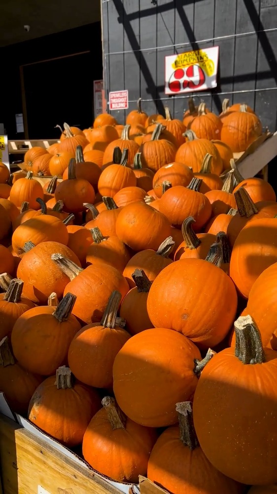Pumpkin season is here, and the pumpkins are ready for the picking. 🎃🍂
📍Shop with us at 6502 Fort Hamilton Parkway
📲Order your groceries online via @shopmercato and @instacart with the link in bio.
#brooklyn #grocery #GroceryHaul #FreshFinds #MarketFresh #InSeasonNow #ShopLocalProduce #GroceryRun #FreshFromTheAisle #StorePicked #ProduceSectionGoals #GroceryFavorites #ZucchiniLove #HealthyCart