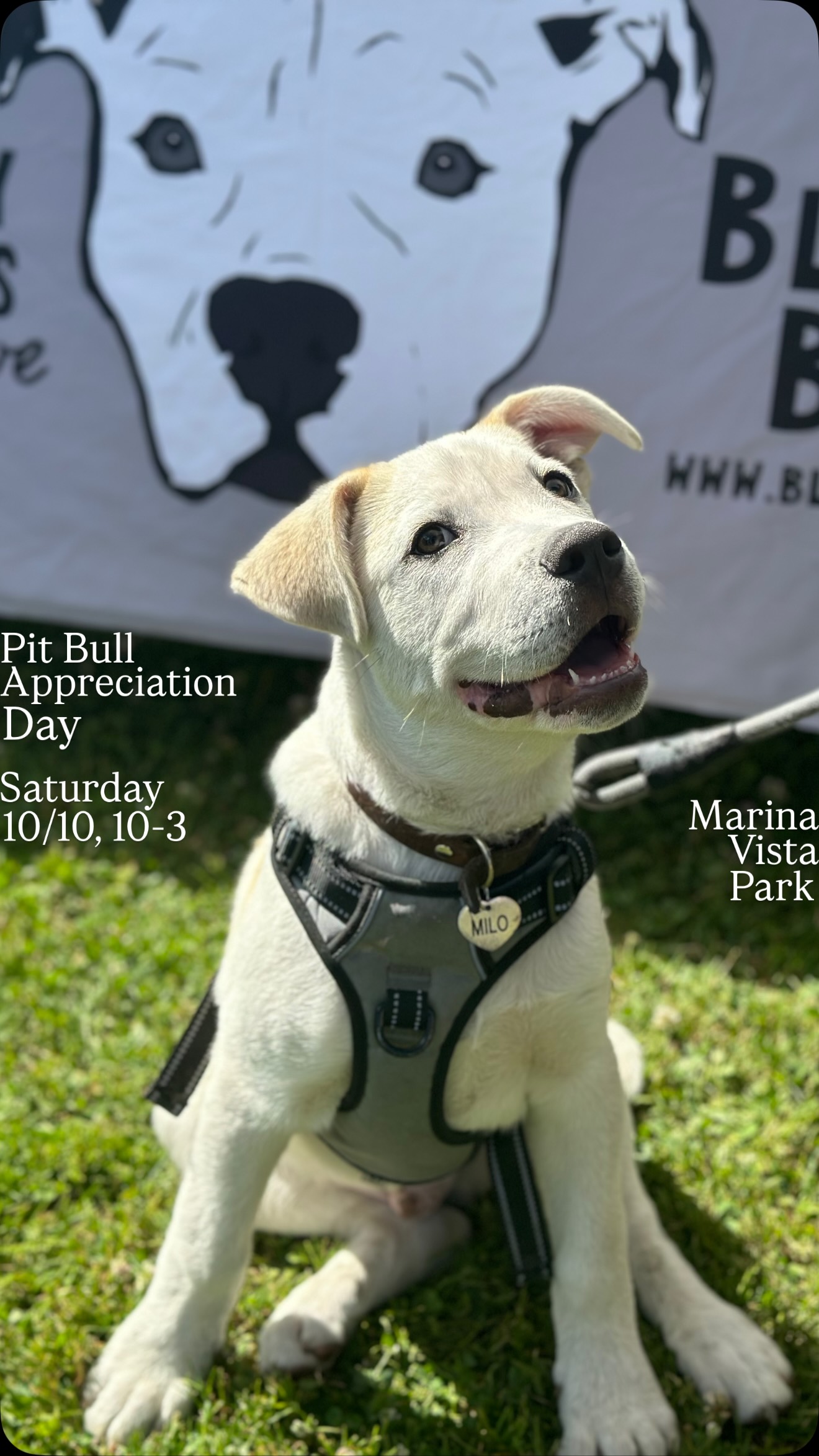 Every year this at this time I get to look back at the photos of our community events over the years. I see the faces of friends and beloved dogs. I’m so thankful for this community.
This organization has become much bigger and more impactful than I could have imagined, and I have met and worked with so many amazing people and organizations and dogs through it all.
Tomorrow is the 9th annual Pit Bull Appreciation Day celebration. Here are the specifics:
Saturday, Oct 10, 10am-3pm
Set up: 8-9:45am, Tear down: 3-4 pm
Marina Vista Park
5355 Eliot St, Long Beach, CA 90803
between E Colorado and Eliot St., cross street: E Colorado & Terraine
Please remember: no dog intros at this or any of our event. Reach out if you have any questions. Please tag us on posts of dogs you’ll be bringing or other things you want us to promote for the event. So excited to see you!
@zoomroomlb
@lbanimalcare
@k9kismet
@bulliesandbuddies
@bubz_and_pupz
@freshyardscoop
@velvetcoffee.co