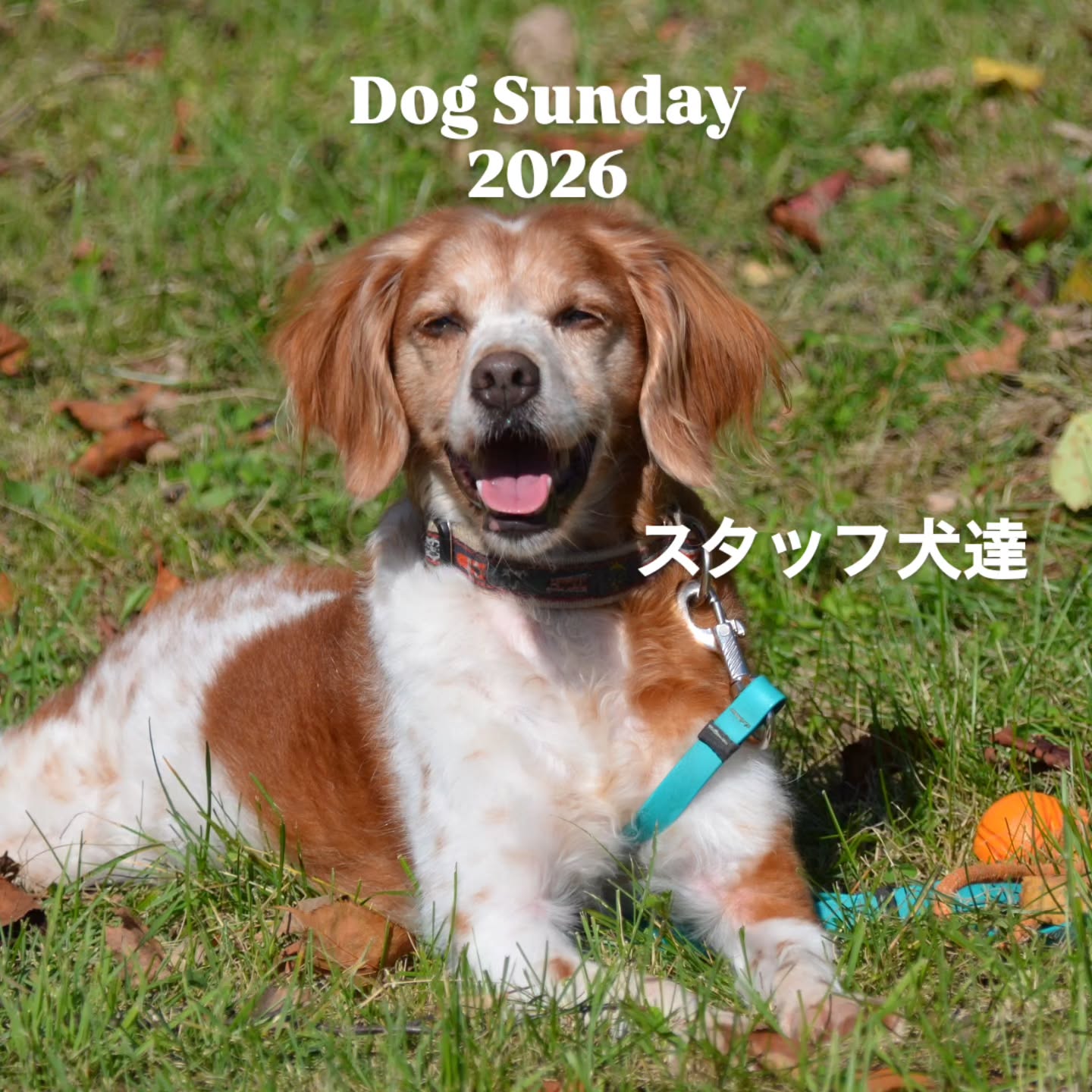 🐾【Dog Sunday スタッフ犬たちの様子】🐾
今回はスタッフ犬のシニアおじいコンビ、
フリップ&ネスで出場してきました🐶🐶✨
シニアになってきた2頭なので、それぞれの身体の様子を見ながら無理なく楽しめる競技を選択!
🐾フリップは、まったりレトリーブに。
最近またやる気満々な🐾ネスは、ディスタンスにエントリーしました🔥
ところがこのおじいコンビ……
朝からやる気満々🤣🤣
「自分の番はまだか!!」
「早くやらせろーー!!」
と言わんばかりに、朝から動きが止まらず大盛り上がり😂
まずはフリップ。
いつもの距離で焦らず、まったり楽しみながらレトリーブ✨
シニアらしく(?)無理はせず、でも本人はいたって真剣!
そしてなんと……
🥉3位入賞!!
おめでとうフリップ👏✨
そしてネスはディスタンス!
1R目はなかなかいい点数を出してくれたのですが……
午後になり、飼い主の体力が限界に🤣
投げ手、まさかの暴投連発!!笑
ほぼ練習せずに大会へ挑んだ飼い主を、どうか許してほしい😇🙏
「それどこに投げてんの!?」というような酷いスローにもかかわらず……
ネス、必死に食らいついてキャッチしてくれました😭✨
昔から一緒に遊んできた2人だからこその、謎の阿吽の呼吸が炸裂🤣👏
……お互い長い付き合いだから、そりゃ分かるか😂
そんなこんなで、犬も人も最後まで楽しく参加することができました☺️🐾
そして今回の参加賞には、なんと名前入りのコースターまで✨
これを見るたびに、
「今年のDog Sunday楽しかったなぁ」
と思い出すんだろうなぁ☺️💕
こういう思い出の残るプレゼントって嬉しいですね✨
フリップもネスも、まだまだ元気に楽しめるように!
また来年も一緒に参加できるよう、これからもそれぞれの身体の様子を見ながら、健康第一でコツコツ練習していきたいと思います💪🐶
楽しい一日をありがとう!!
#DogSunday
#DiceDogSchool
#ブリタニースパニエル
#ラブラドールレトリバー
#ドッグトレーニング