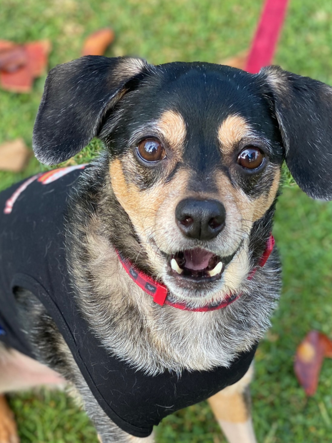 Our hearts are broken with the passing of our nephew dog, Marley, son to two of our long-time Pack Walk Leaders & friends. Marley was a happy boy with adorable quirks who loved, and I mean loved, all things food-related. He was rescued from the shelter as a puppy, where his mom was told he was a Rottweiler, and he is indeed the cutest miniature Rottie we ever did see (😅). Marley was great about sharing the limelight with his siblings although he was a bit of a celebrity on his own, with the best over sized ears. He was unassuming but at the same time, had that little mischievous spark that added to his character. Marley lived to be a spoiled senior thanks to the good care of his family. His sweet grin and eternal hope for more treats will be missed by all of us. Rest easy, sweet boy. I will miss you. @flawedgrace @brian_ace @syds_rescuepack