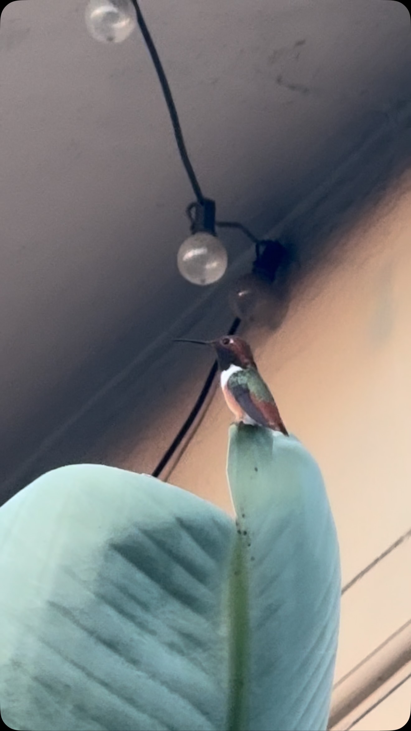 #hummingbird #iloveyou
