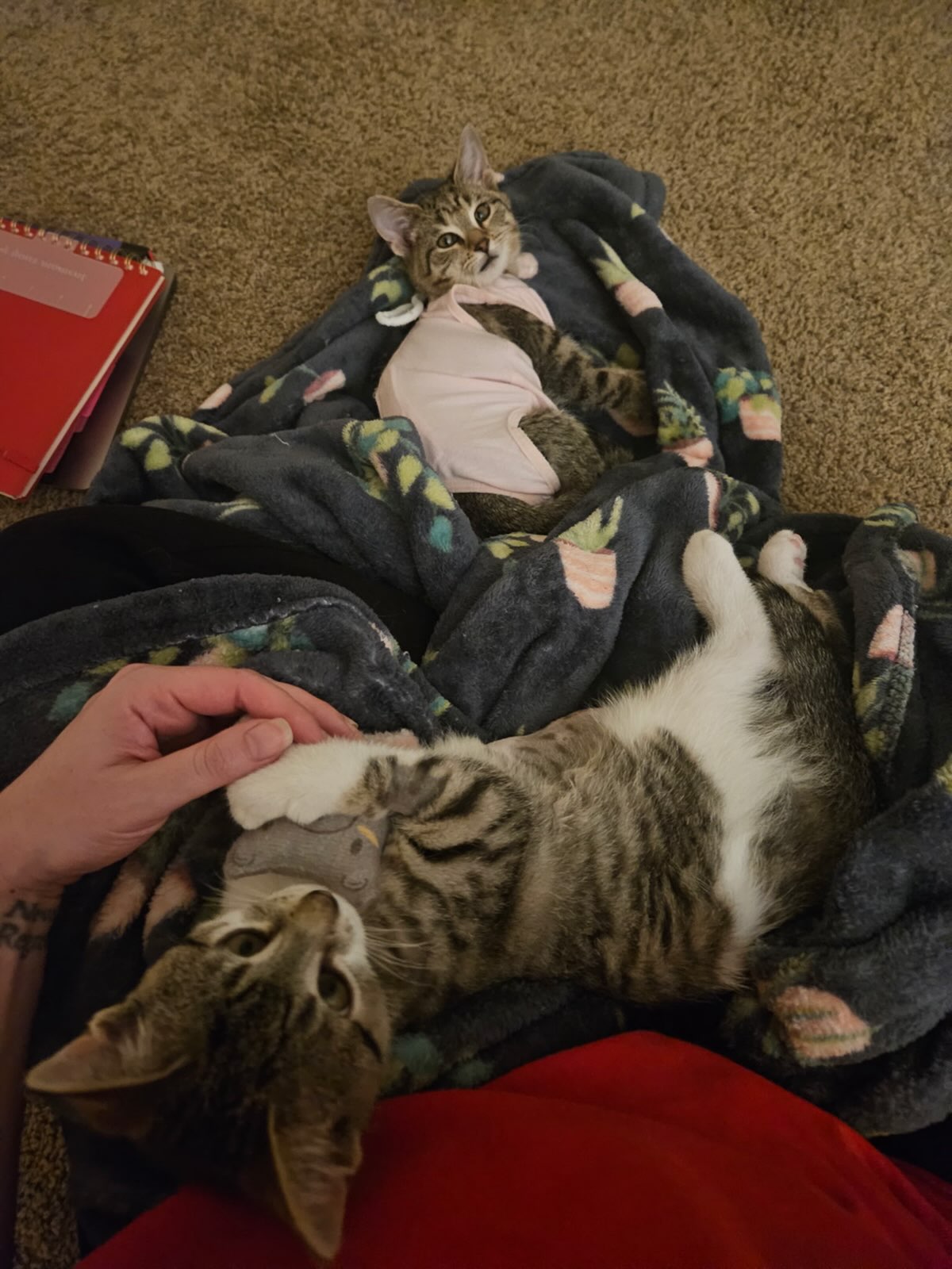 Mary Kate and Ashley were also spayed! ππ They are such cuddle bugs! π«Ά