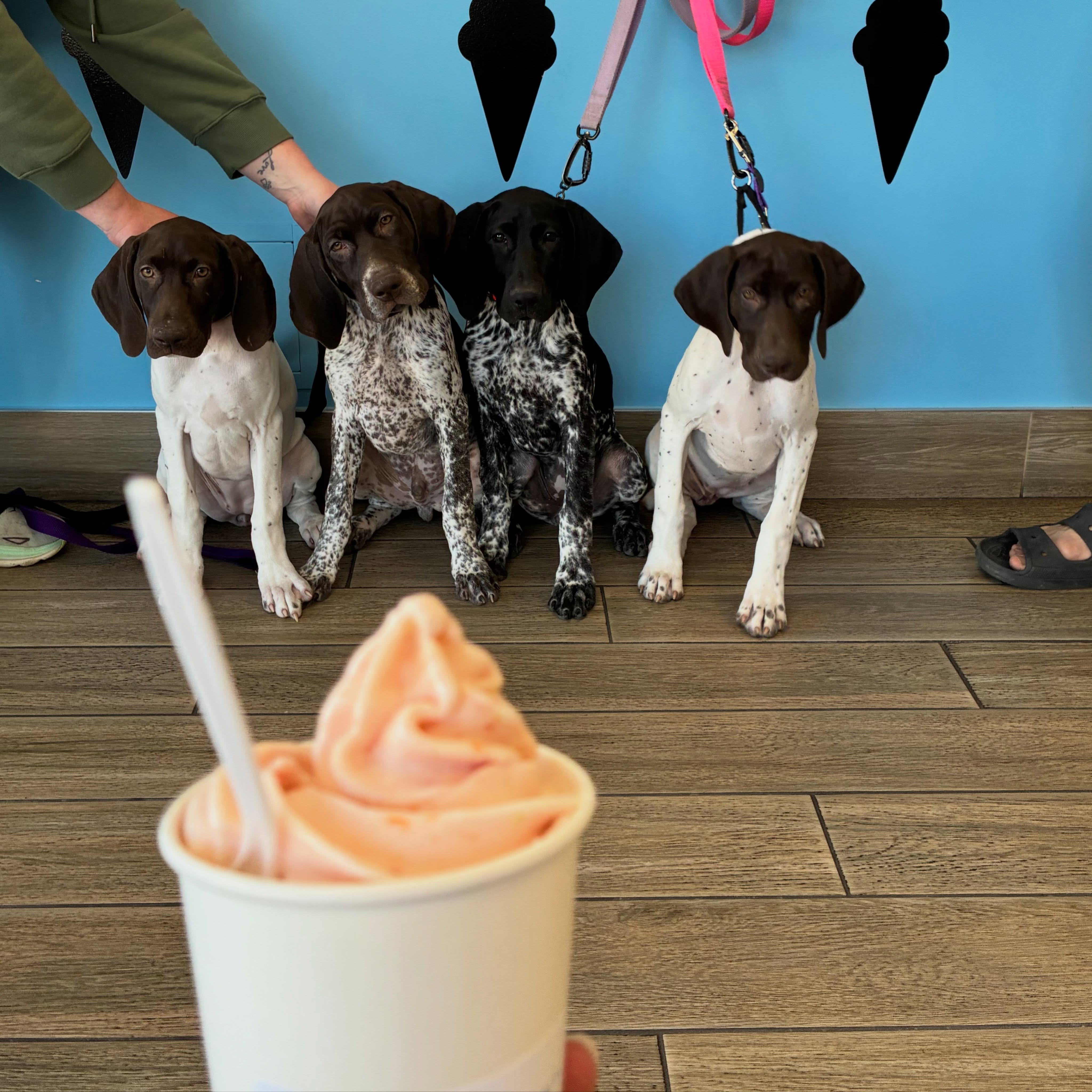 This AND frozen yogurt… how is anyone supposed to resist🥹🐶🍦
@arrowpointgsps
#essexcountyeats #IceCream #FrozenYogurt #YQGBusiness #YQGFood