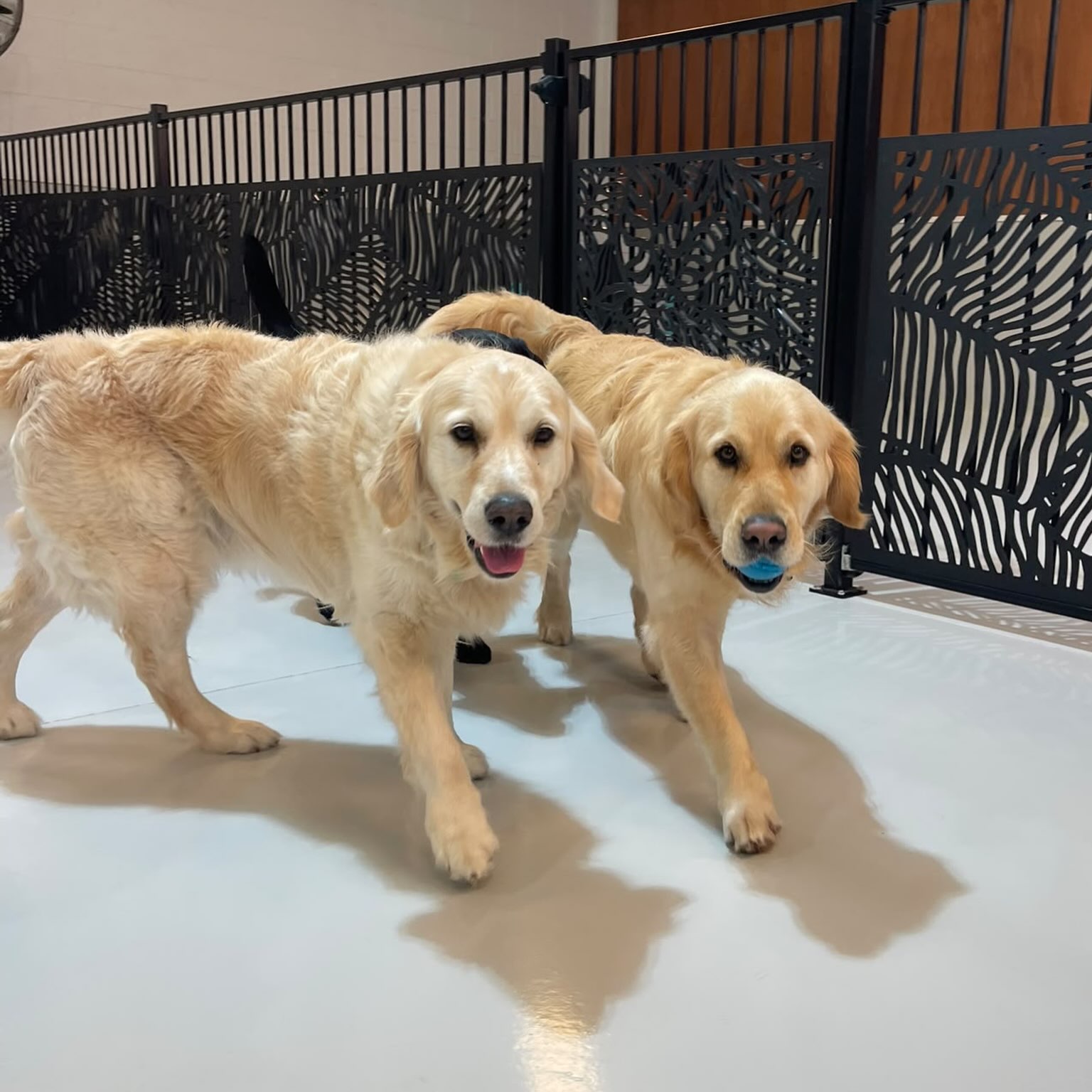 Thursday fun part 1 🥳🐾🐶🥰
#dogfun #happydogs