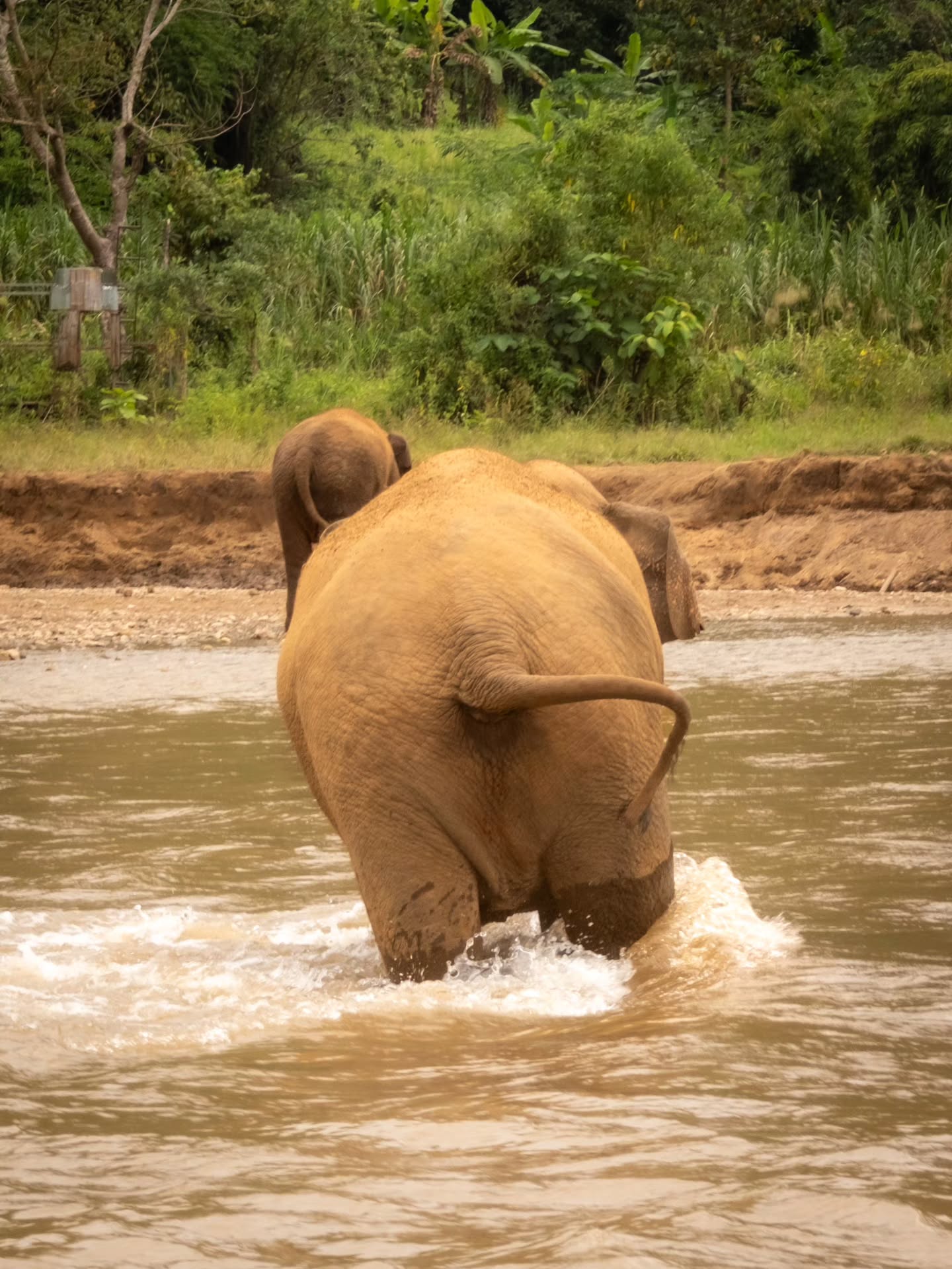 Un culito precioso for REMEMBER YOU.
That when you travel YOU DO NOT TOUCH ANIMALS AT ALL. YOU KEEP DISTANCE TO the animals and RESPECT there habit.
If you see this post and después no investigas the santuarios or wild life that you visit.. let me tell you that you actions are ignorantes 😶🌫️🫥 because someone now is telling you not to do it, el cual is different when you do it, but you didn't know it was wrong to do it 😉