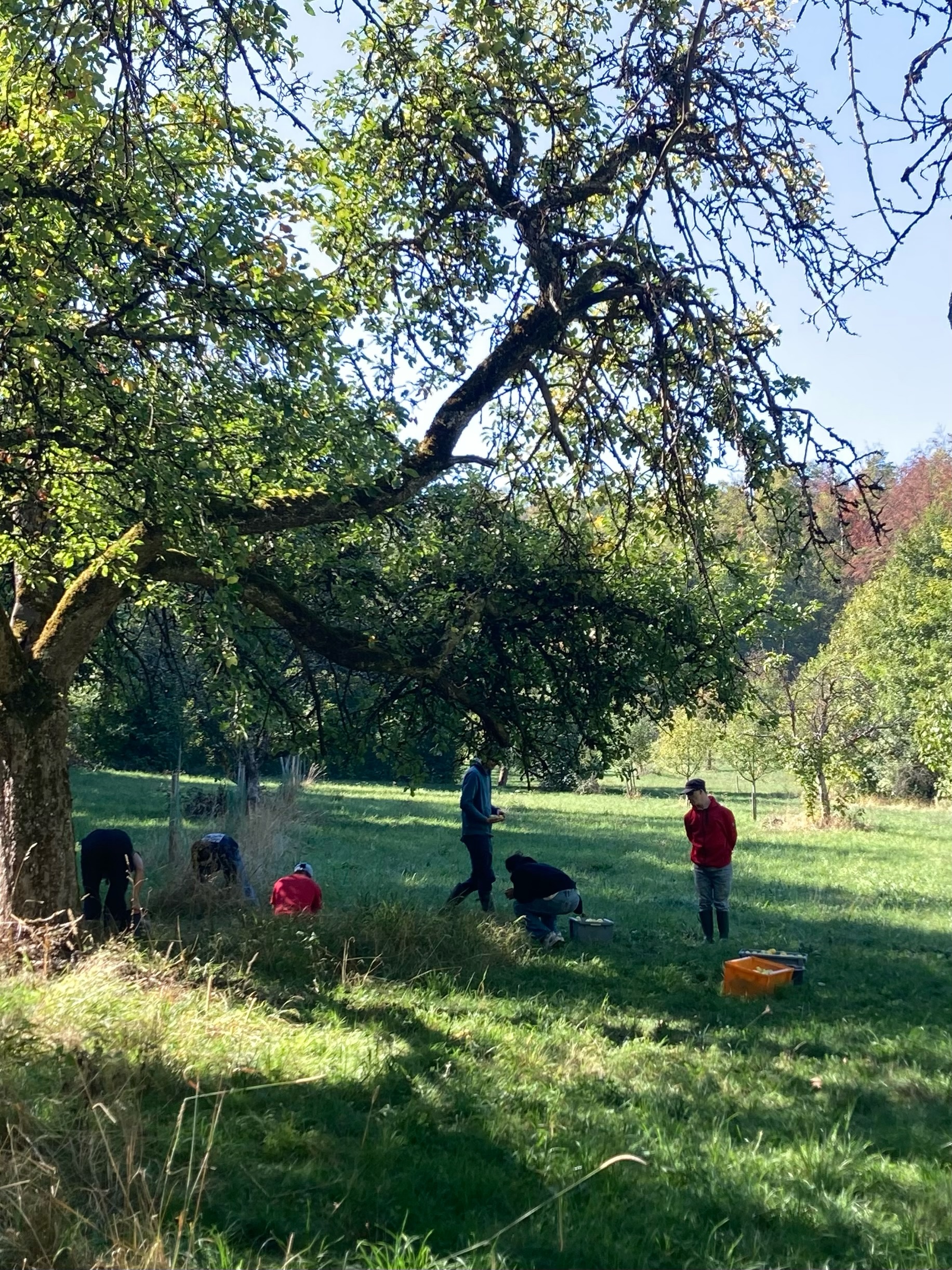 Apfelernte 🍎
Letzte Woche haben wir gemeinsam mit dem @abenteuerhof.freiburg unsere Streuobstwiesen geerntet.
Ein schönes gemeinsames Event für alle beteiligten – mit viel Freude, Teamwork und jeder Menge Äpfeln. Aus der Ernte entsteht unser leckerer, natürlicher Apfelsaft.
Vielen Dank an alle, die dabei waren und diesen schönen Tag mit uns verbracht haben!