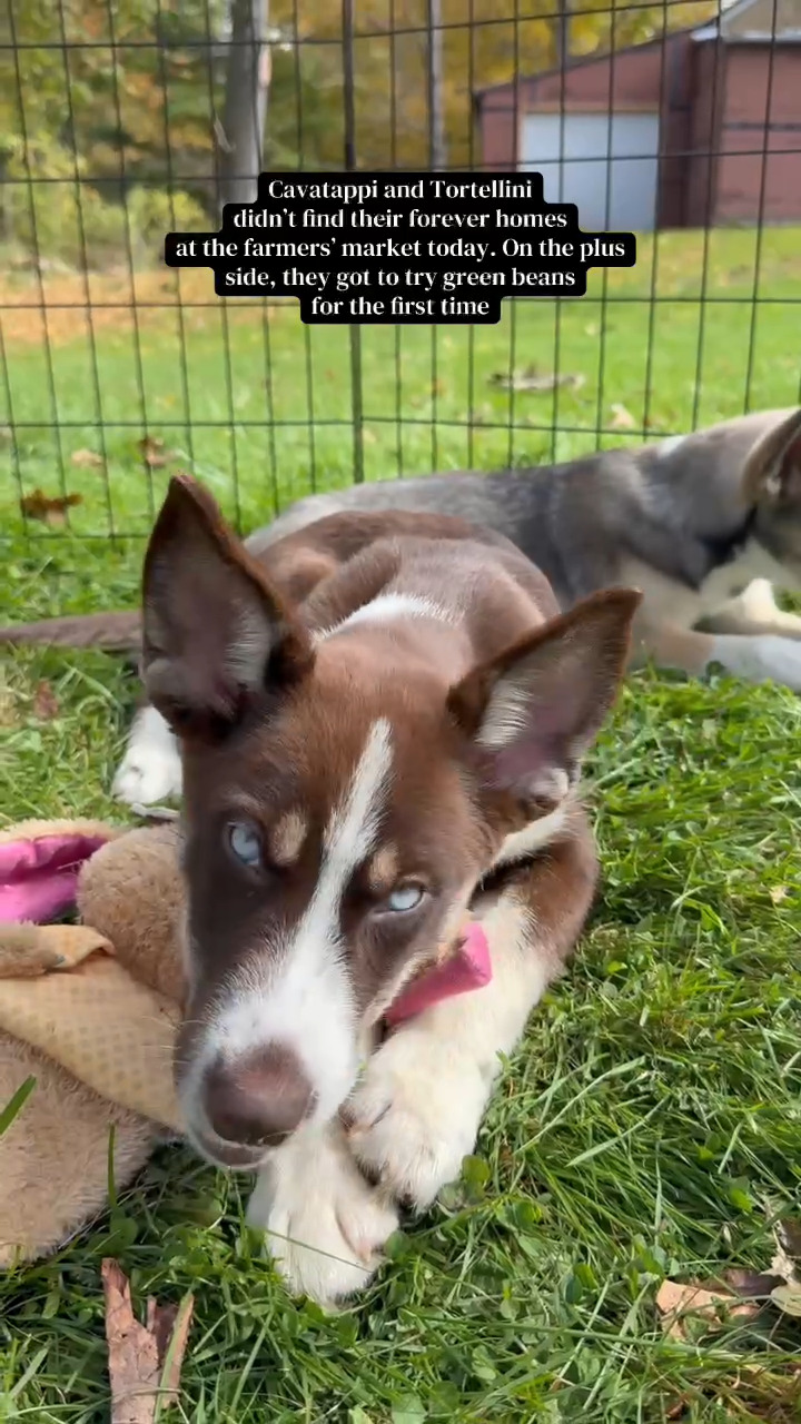 Meet them at PawSafe Animal Rescue, 348 Old Colony Rd, Eastford CT
Wed 4-6:30/Thurs 10:30-12:30/Sat & Sun 11-1