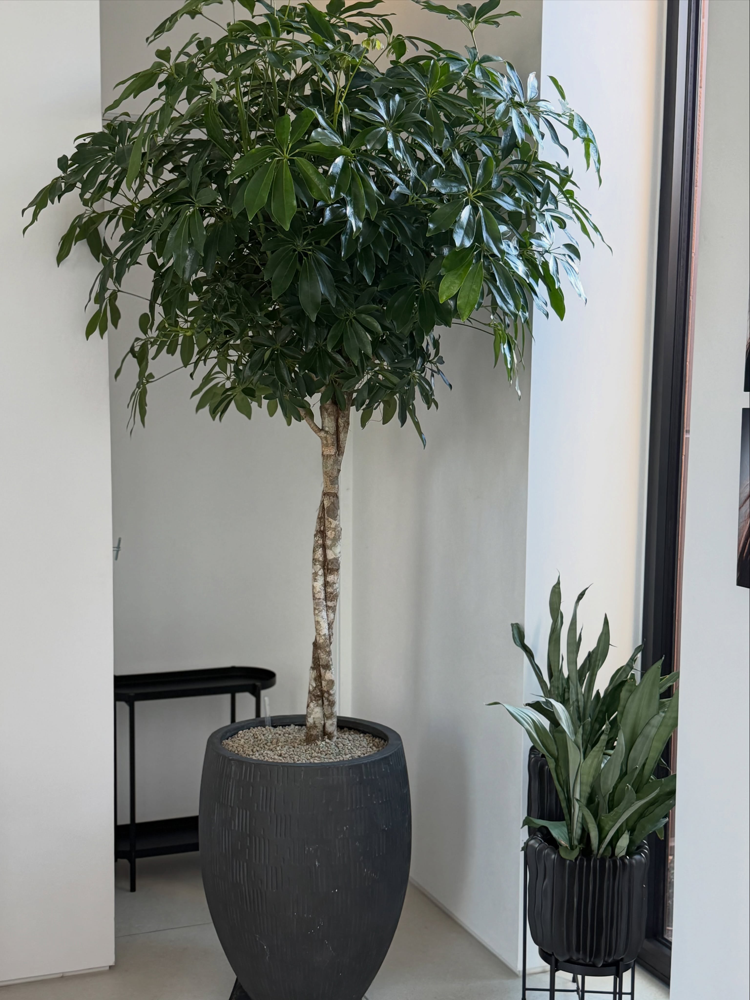 Beautiful homes 🌿 Growing collections.
🌱 One of the lovely parts of what we do is returning to our residential clients and watching their plant collections evolve.
🌱 We visit this beautiful home periodically to bring in something new, repot where needed and give existing plants a little TROPICA TLC.
🌱 This time, we added a few new plants to an already thriving collection — thoughtfully chosen for their position, light and the surrounding interior.
🌱 And it always makes our job particularly enjoyable when the owner loves and cares for her plants as much as we do.
🌱 From your first plant to a home full of them.
TROPICA | Interior Plant Design
.
.
.
.
#plants #plantcare #cheshire #interiors