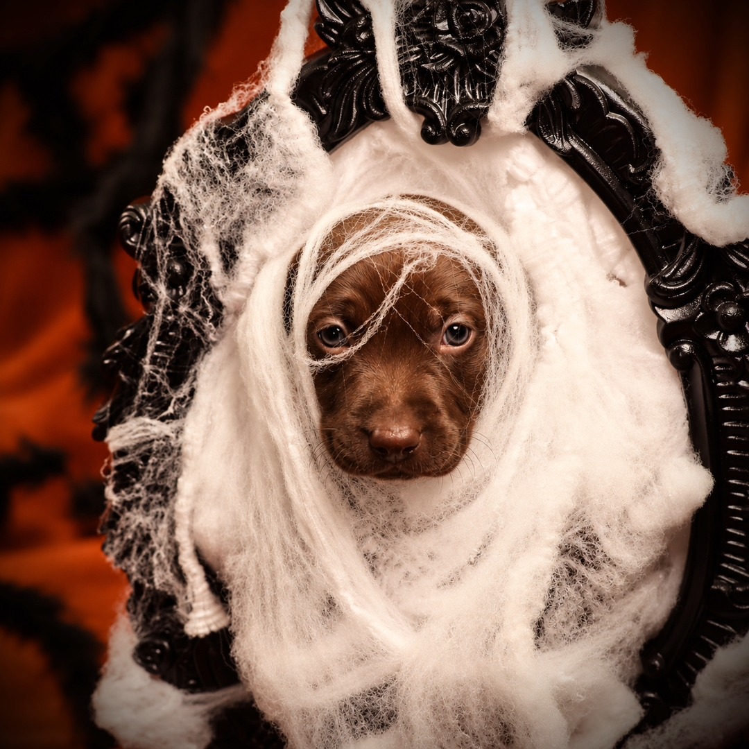 POV: you’re just trying to survive spooky season at Stella’s.
Turns out those photography classes at Lees-McRae did pay off after all... even if our models weren’t exactly thrilled about it.
No dogs were harmed. Feelings were definitely hurt.
Now the real question... who wants to take one of these little misfits home for Halloween?!
Give a rescue dog a couch to haunt forever.