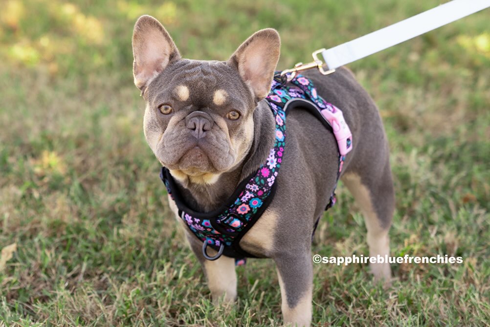 Our beautiful Dior! She’s a lilac and tan carrying rojo. She will be a future SBF momma. 😍😍
#dior #lilacandtan #nashvegasdaughter #sapphirrbluefrenchies #nashville
