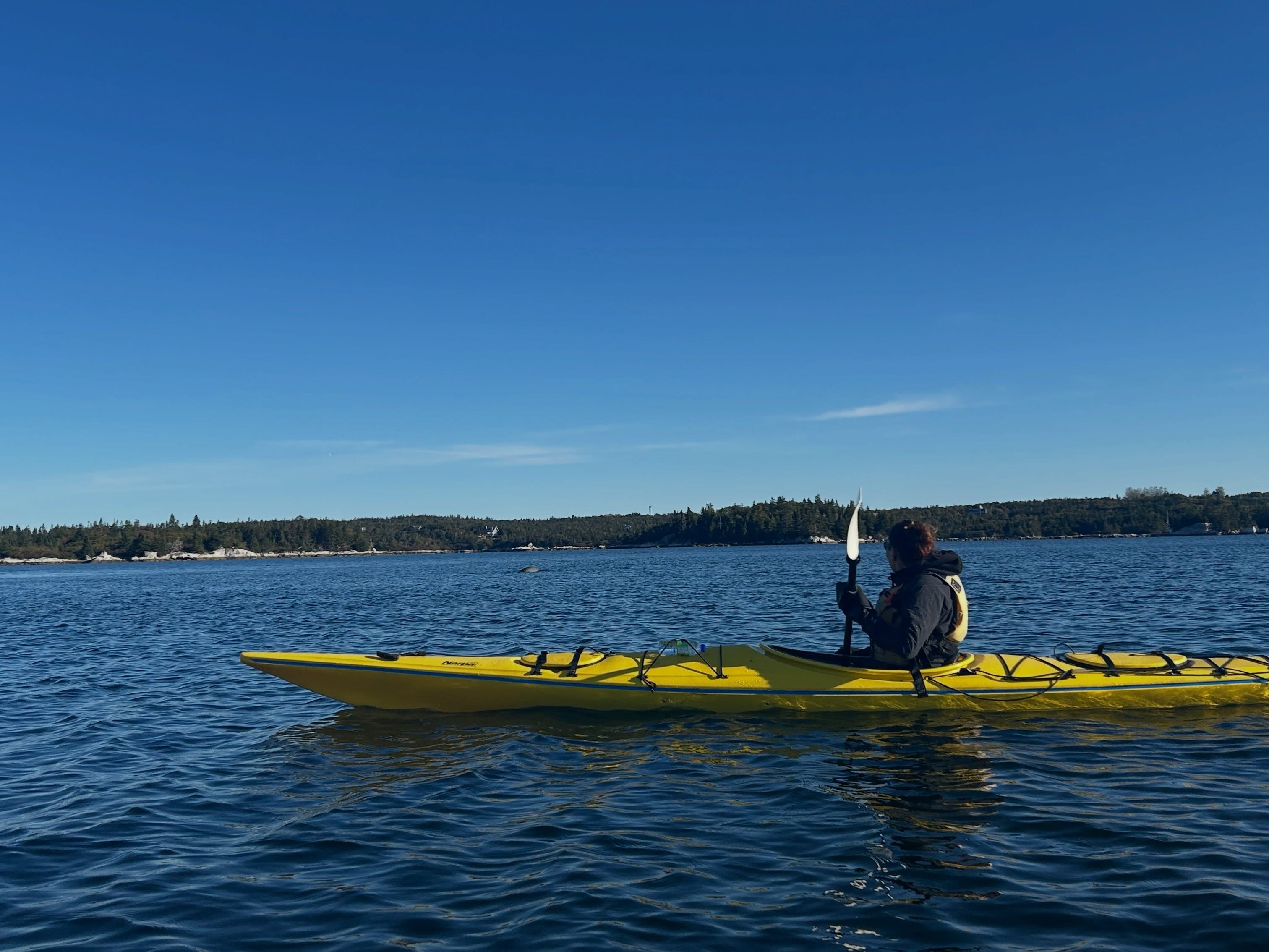 October kayaking. ☀️🦅🦭
A beautiful sunny morning on our Island Explorer tour with some wonderful guests visiting from Germany — and honestly, it doesn’t get much better.
Calm water, warm sunshine, hardly another person out there, seals lounging on the rocks and swimming alongside us, and eagles everywhere — juveniles and adults.
This is one of the best things about paddling in October. The crowds are gone, the coastline is peaceful, and on a day like today, it feels like we have the whole place to ourselves.
There isn’t much time left in the season, but there are still some beautiful paddling days ahead. If you’ve been thinking about getting out one more time… now’s the time. 🌊
#EastCoastOutfitters #SeaKayakingNovaScotia #LowerProspect #NovaScotia #ExploreNovaScotia