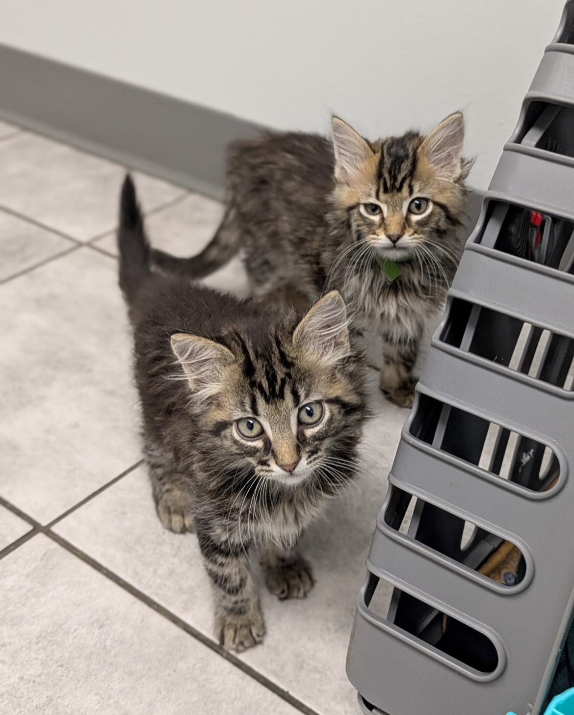 The Dumplings did so good at our vet! These kiddos are happy and healthy! We love @citypets.614! π©΅β¨