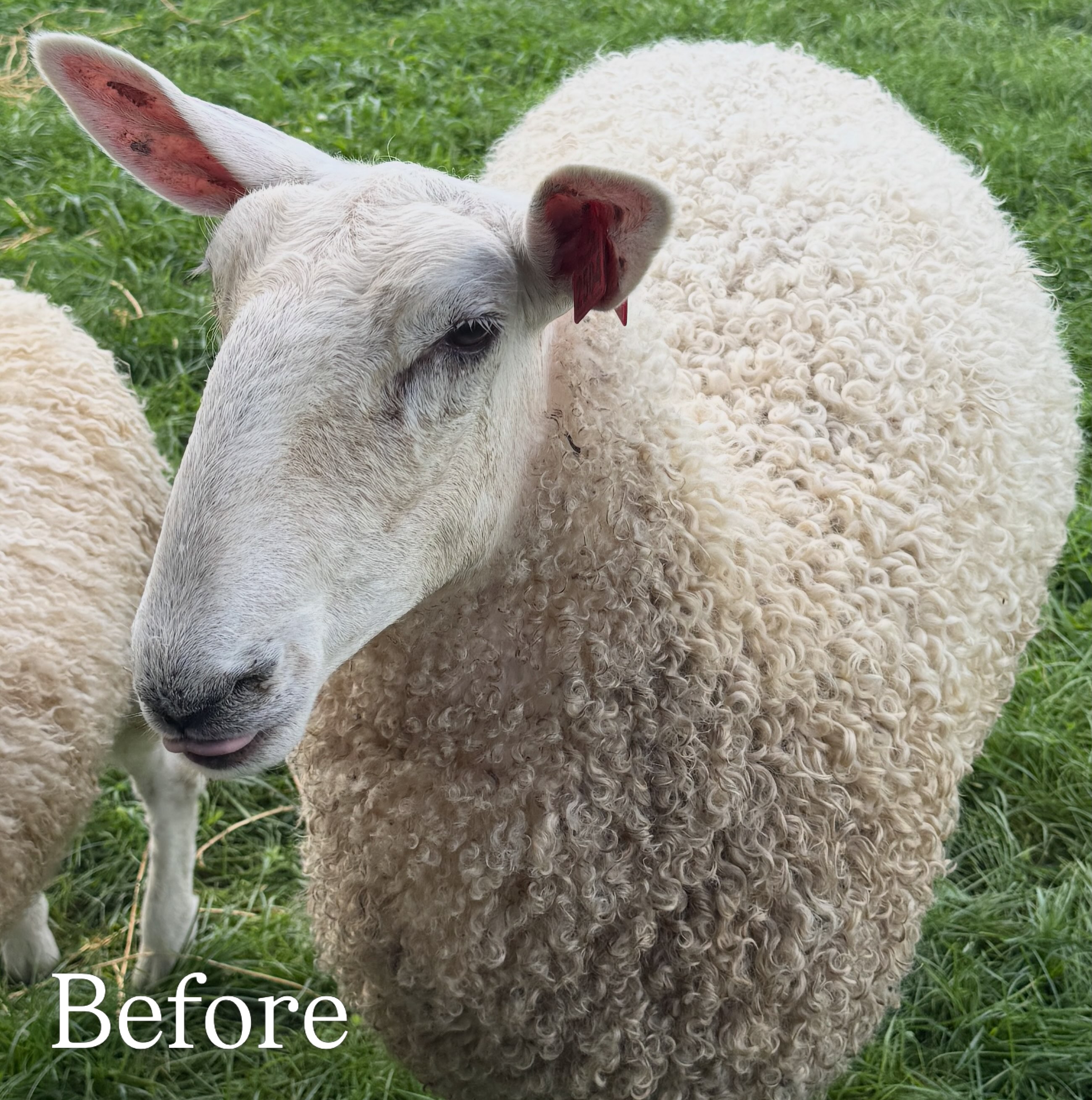 Apparently this needs to be said.
Shearing a wool sheep isn’t some traumatic, life-altering event. It’s a routine and necessary part of caring for sheep.
Yes, they look VERY different afterward. But that fleece grows back, and when shearing is done properly, it is not cruel.
We’ve raised sheep for nearly 30 years. Shearing day is simply part of sheep care around here.
It’s wool. It grows back. It’s a freaking haircut!