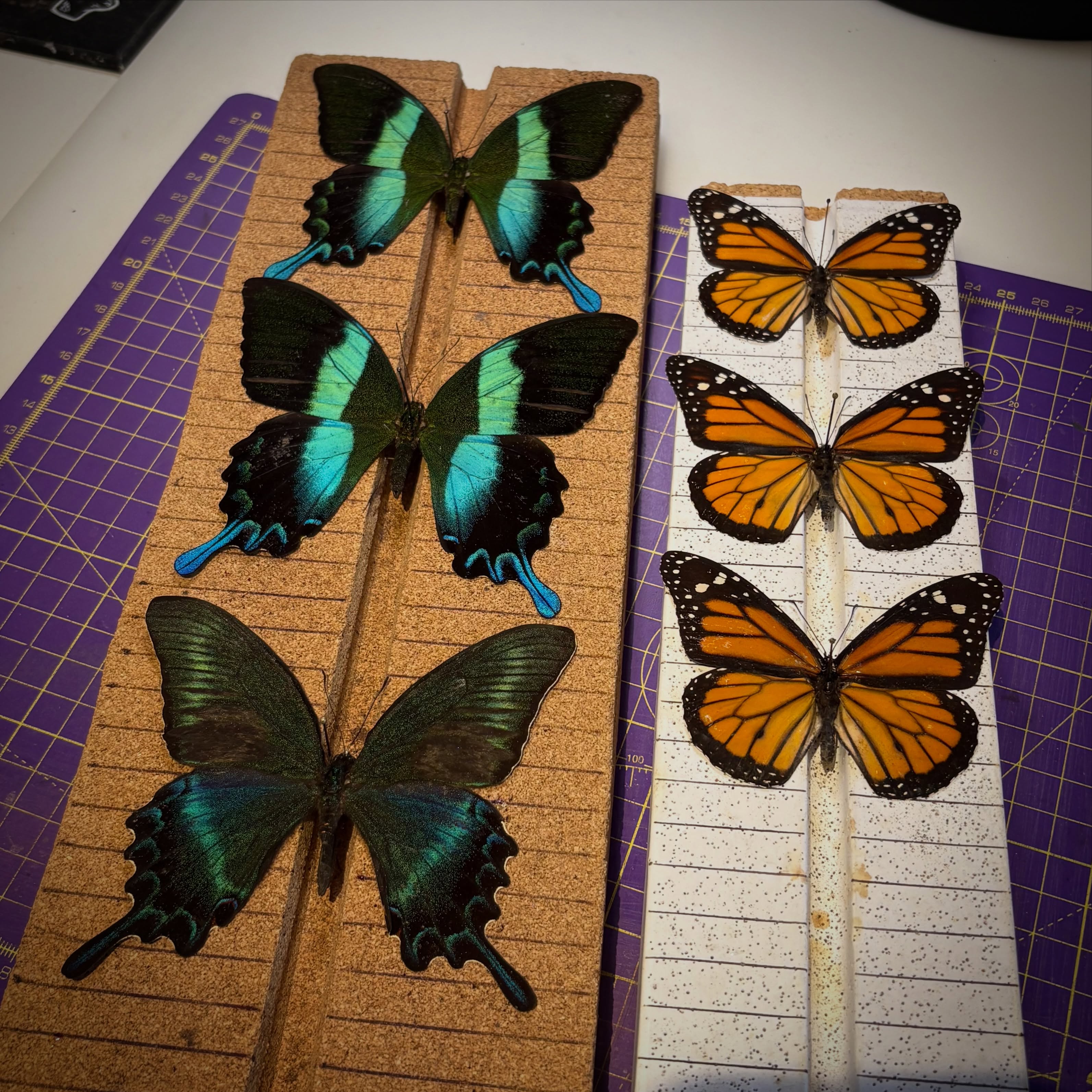 Thank you to everyone who came to my tables during the Coventry Invert Show last weekend. You really did keep me busy! ☺️
Last show of the year will be in Southampton (Eastleigh) on Sunday 29th November 2026. Looking forward to seeing you all there. More info on @invertshowsofficial socials.
#butterflytaxidermy #entomologyart #entomologyforsale #taxidermyart #taxidermyforsale