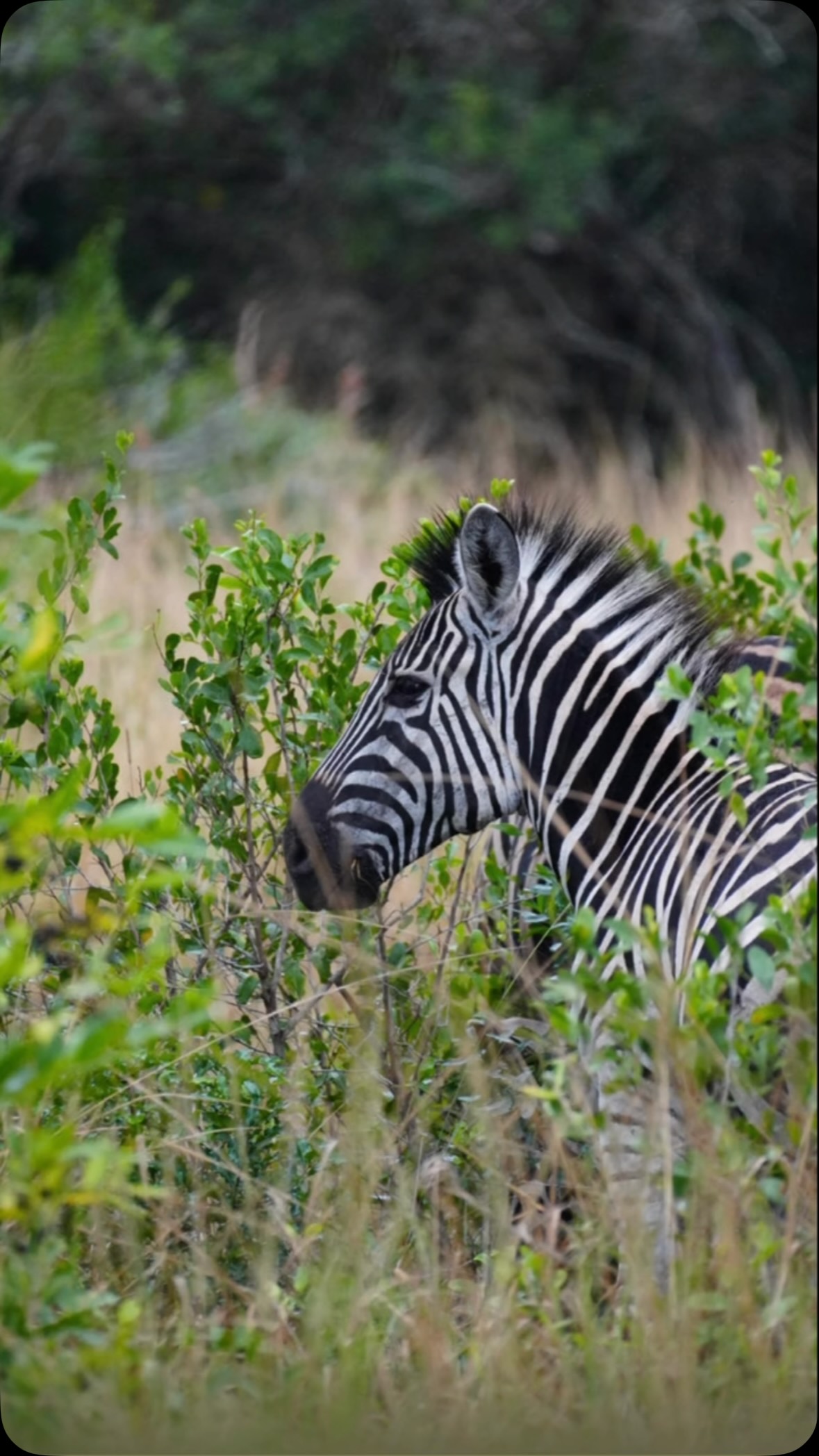 🦓 Even a zebra knows… Africa hits different.
Geen twee strepen zijn hetzelfde.
Geen twee safari’s ook. 🤎
Van eindeloze landschappen en wilde dieren tot die momenten waarop je even helemaal stil wordt… dát is Afrika.
En precies daarom maken wij geen standaard reizen.
Wij helpen je een reis samen te stellen die past bij jullie. 🌍✨
Waar zou jij het liefst wakker worden: tussen de zebra’s, olifanten of giraffen? 👇
#zuidafrika #safari #wildlife #droomreis #southafrica