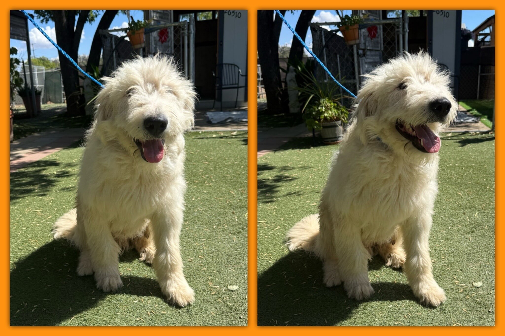 Gus is an Old English Sheepdog - Goldendoodle mix. He is a 1 year old, very kind, gentle boy. He lived his short life up to now out in the desert. He is so happy to be indoors with the air conditioner on. He is learning to walk on a leash, good with other dogs, and wants to please. He is about 60 lbs.