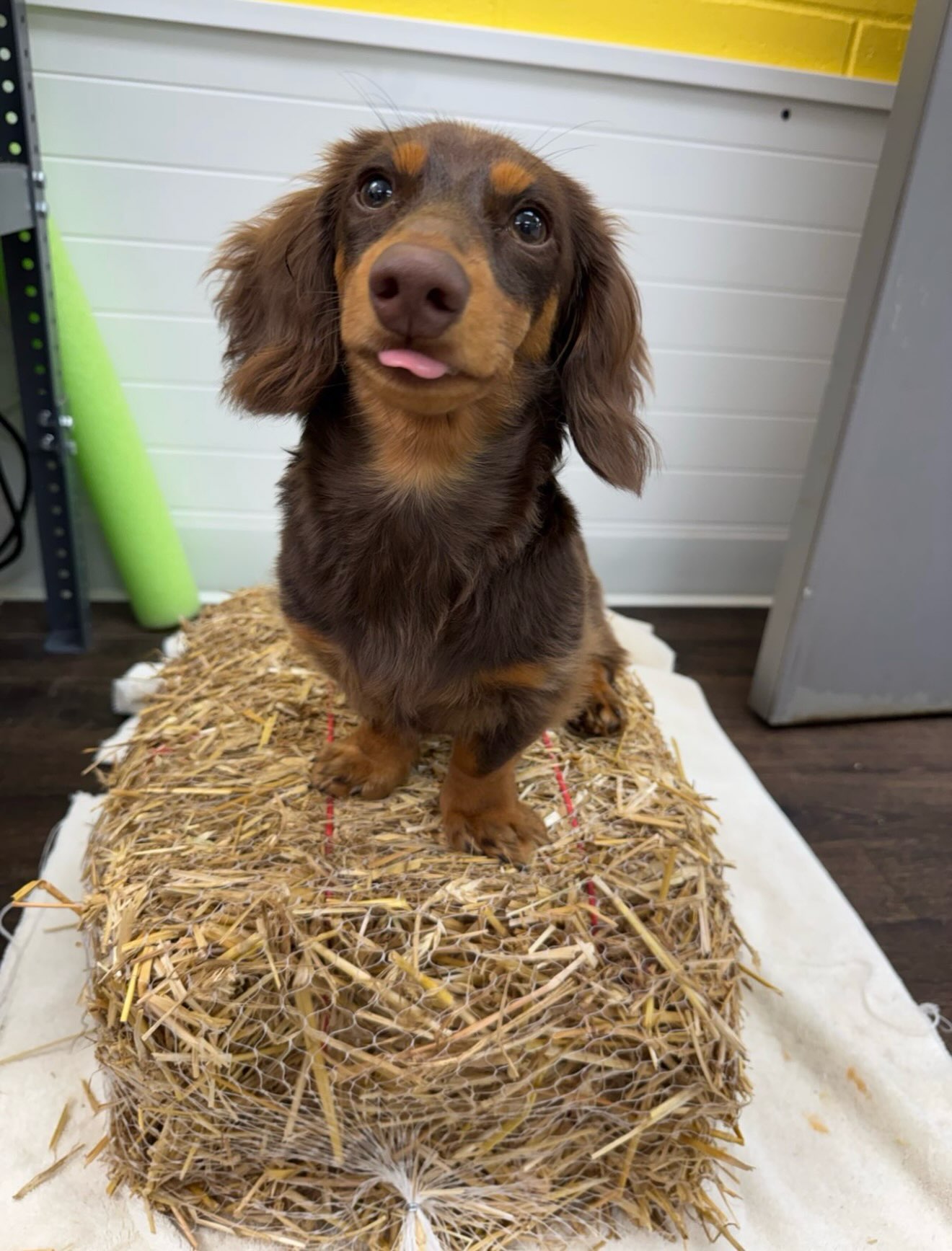 🍂 FALL ENRICHMENT DAY! 🎃
We’re bringing some fall fun to daycare on Wednesday, October 7th!
🐶 Bob for Apples – A fun, splashy challenge for our pups!
🎃 Pumpkin Lick Mats – A tasty and relaxing fall treat to finish the day.
Participating dogs will get report cards! We’ll be capturing plenty of photos & videos of your pups enjoying the fun!
$20 per dog
🍎 Let’s get those tails wagging and celebrate fall! 🎃