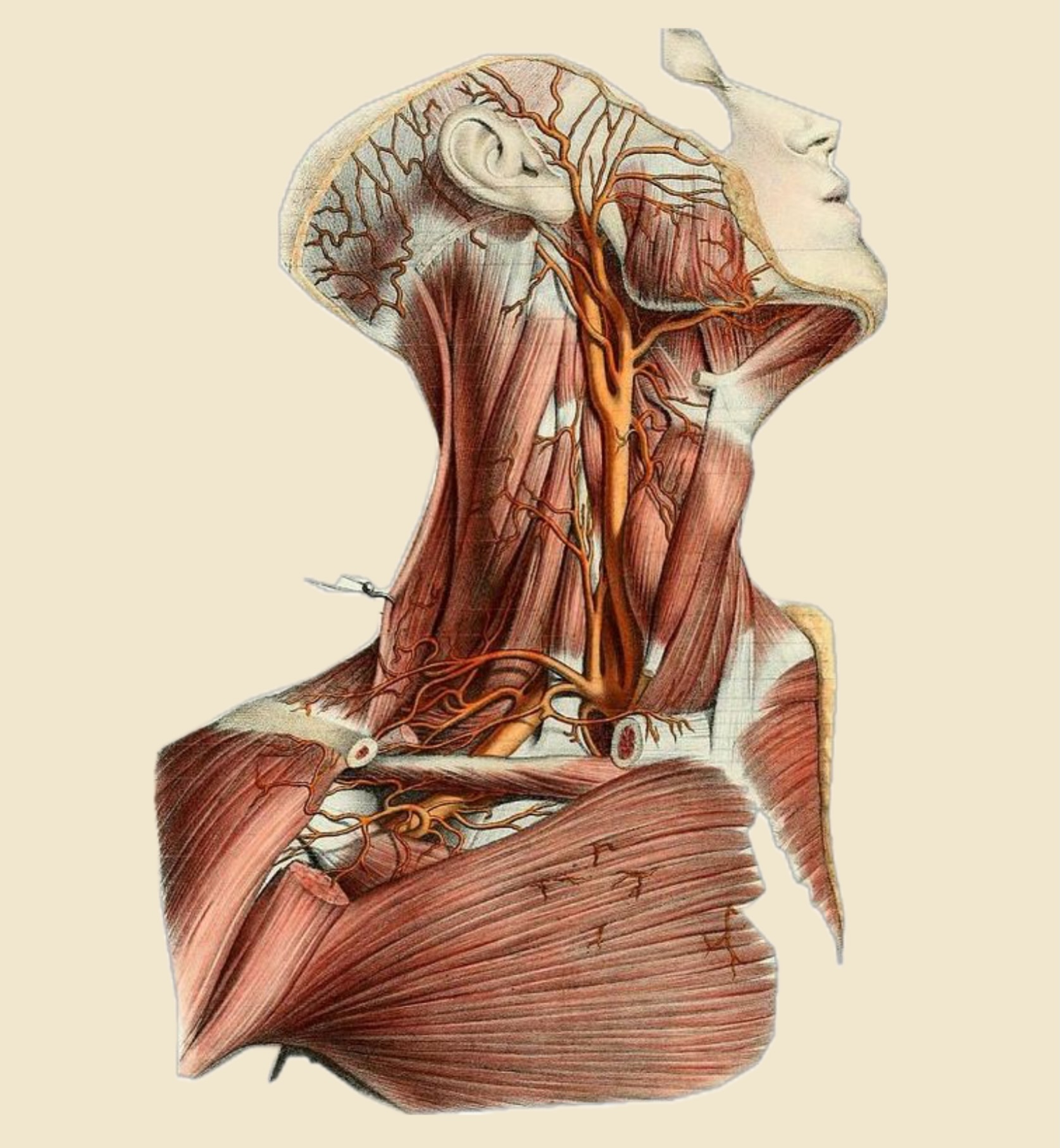 There’s a line that runs up the middle of you, from under the arch of the foot, through the inner thigh, the deep belly, the diaphragm and the throat, to the base of the skull. It isn’t one muscle, it behaves as one thing, which is why pulling on one end changes the other.
So a jaw that never unclenches often shows up as a hip that will not release, and a neck that aches all day is usually holding up a head that nothing underneath it is supporting.
This is why we work from the inside out, the deep support first and then everything that sits on it, and why we begin with awareness rather than correction. You cannot hold a shape you cannot feel.
Let your jaw go. Let your tongue drop off the roof of your mouth. Notice what changes further down. 🤍
#artemismovement #somaticmovement #anatomy #deepfrontline #neckpain posturalawareness fascia movementpractice