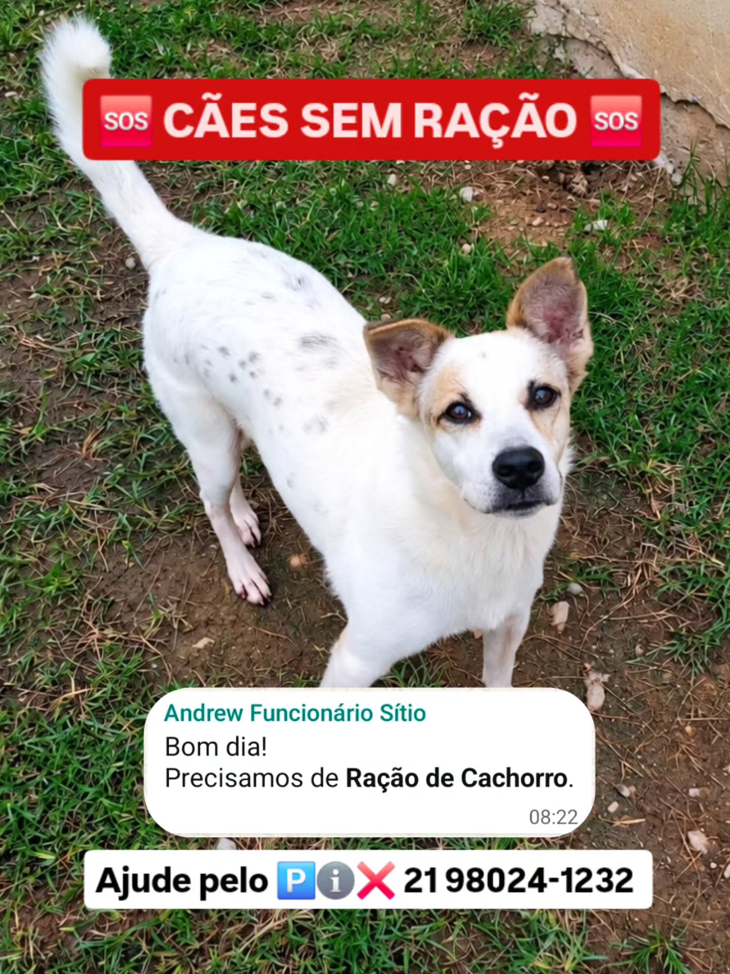 Podemos aceitar tudo menos ver nossos animais com FOME!
Hoje a tarde os nossos cães já não terão o que comer ‼️
Precisamos de ajuda URGENTEMENTE!
Pode doar UM REAL agora para ajudar???
🅿️ℹ️❌️ 21 98024-1232