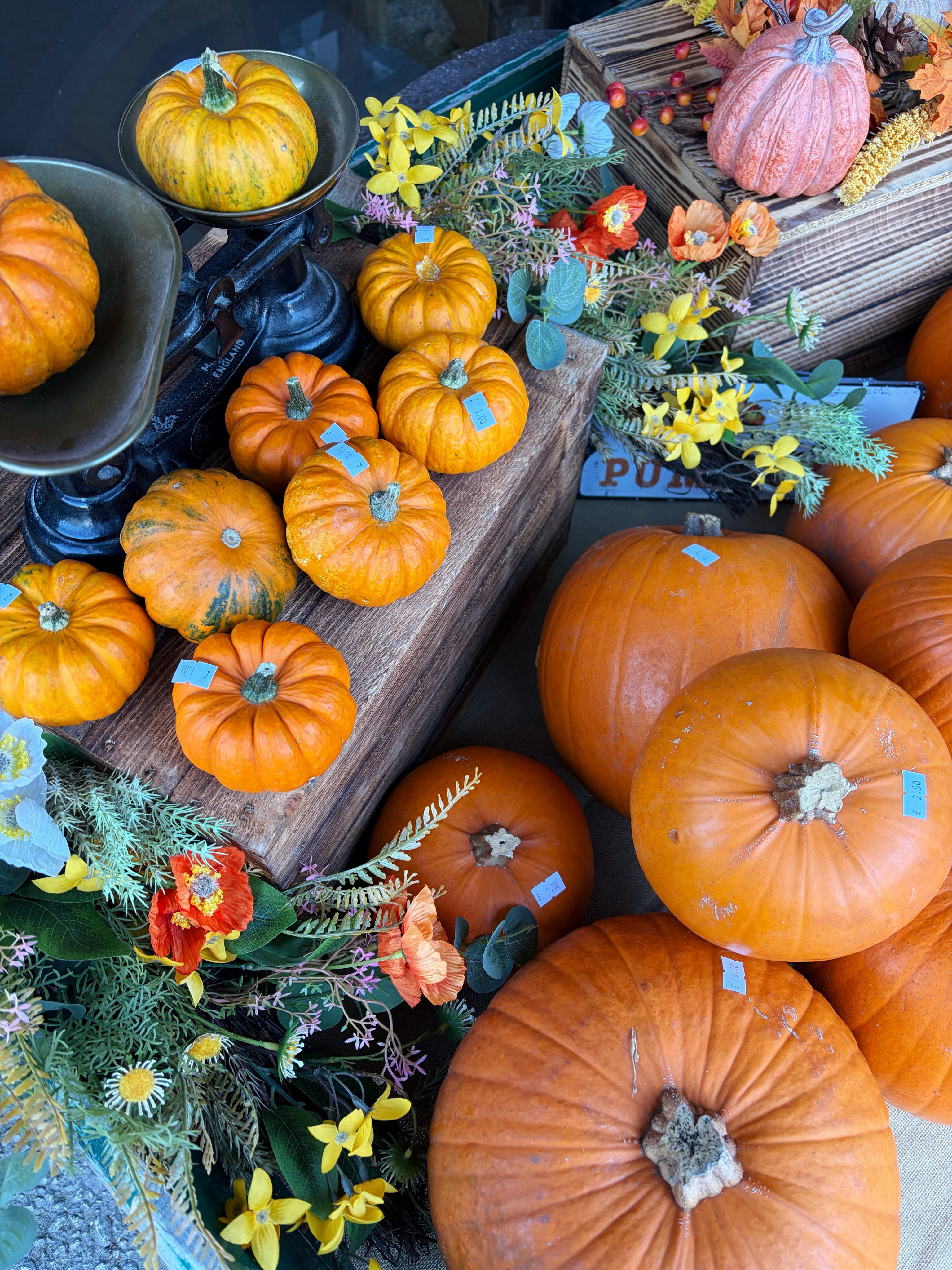 Hello pumpkin season 🎃🍁 it feels like autumn as officially arrived today #chillintheair 🍂🥶
First lot of pumpkins now in stock - find them scattered here there and everywhere at Cellar 41 😊
#freshpumpkins #pumpkinseason #autumn #october
