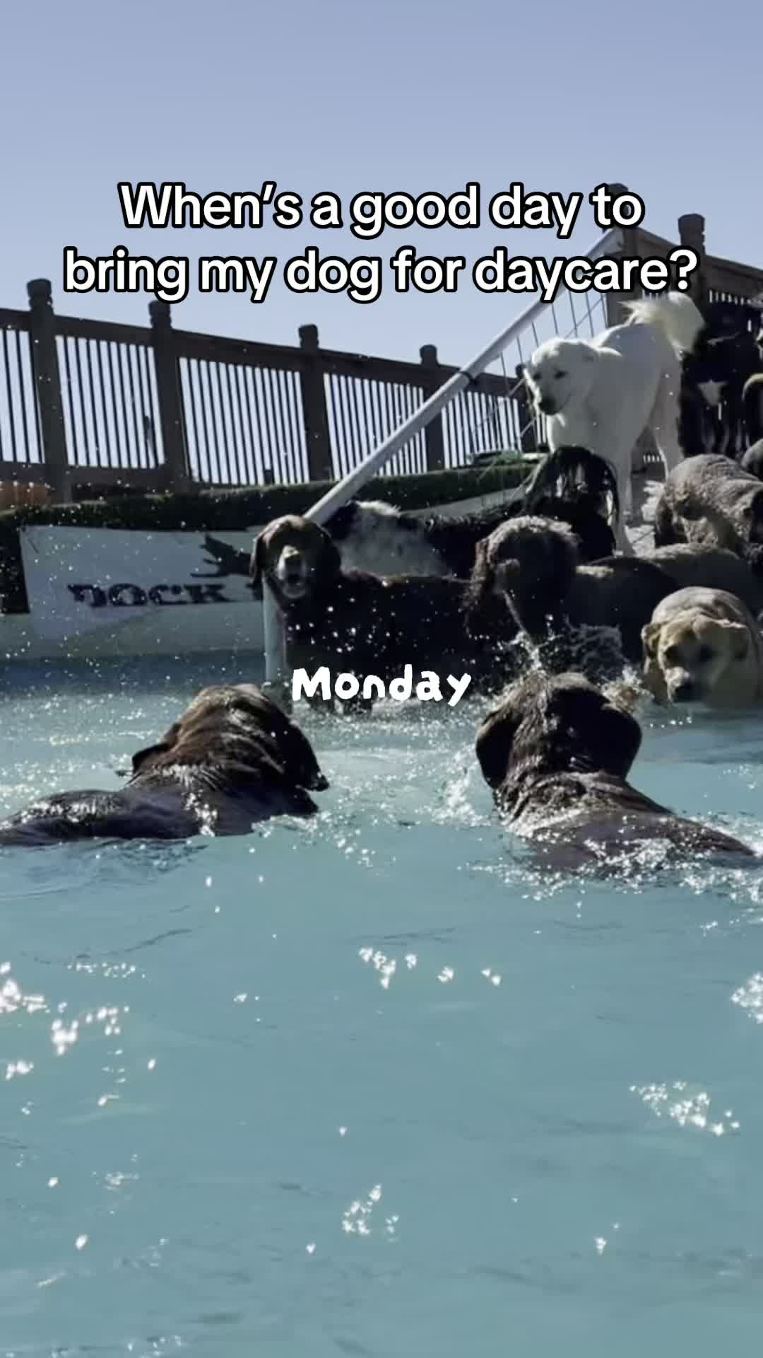 We have the best day every day here🥰
#k9cation #doggydaycare #dogboarding
